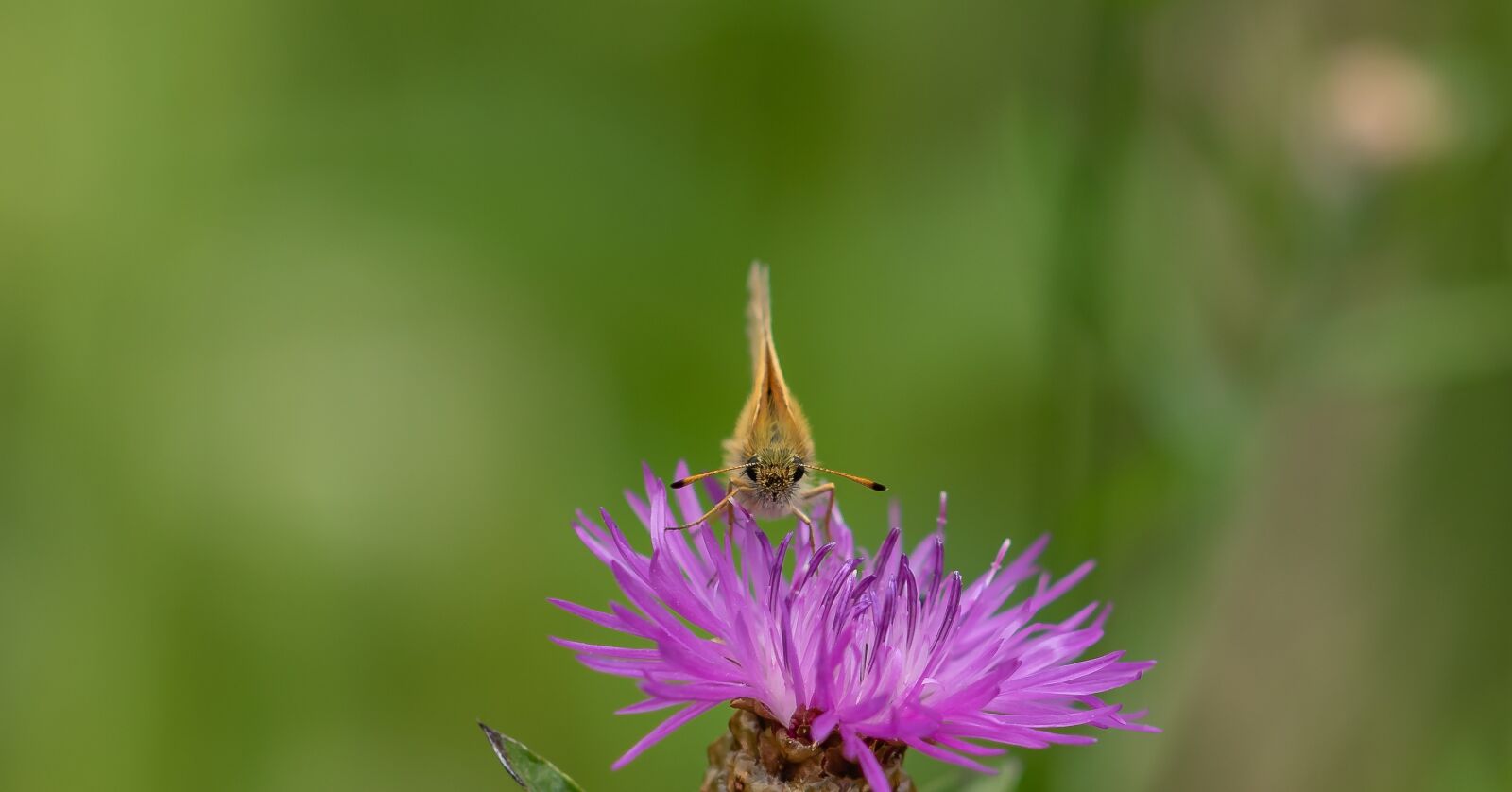 Canon EOS 7D Mark II sample photo. Skipper, butterfly, frontal photography