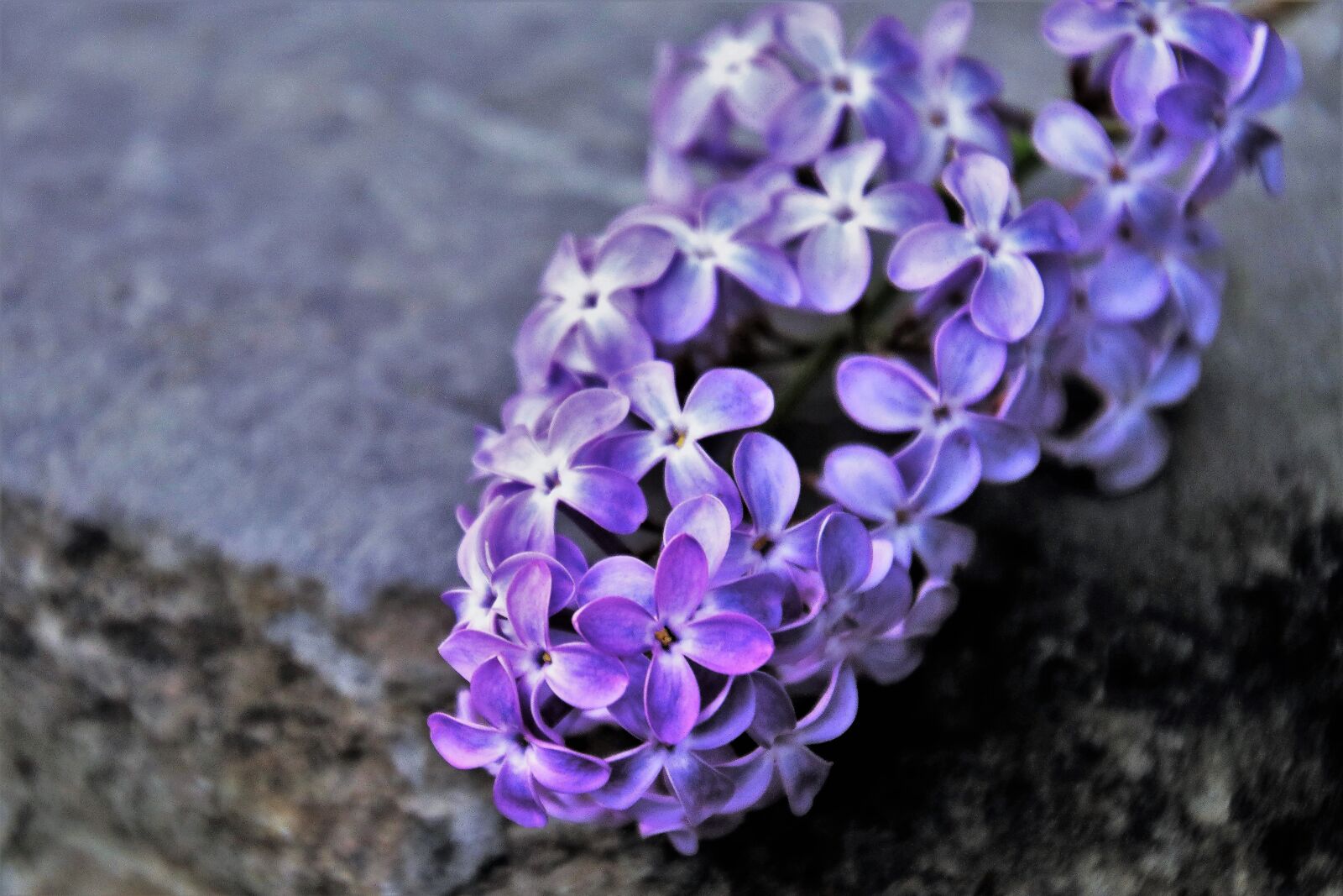 Canon EOS 80D sample photo. Without, lilac, nature photography