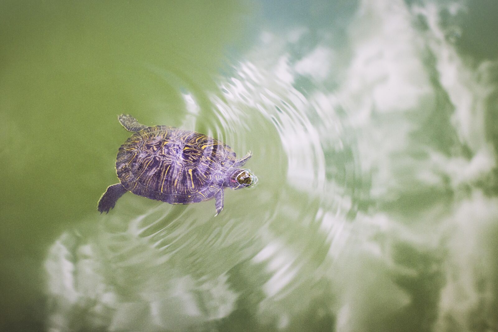 Canon EF 40mm F2.8 STM sample photo. Turtle, nature, outdoors photography