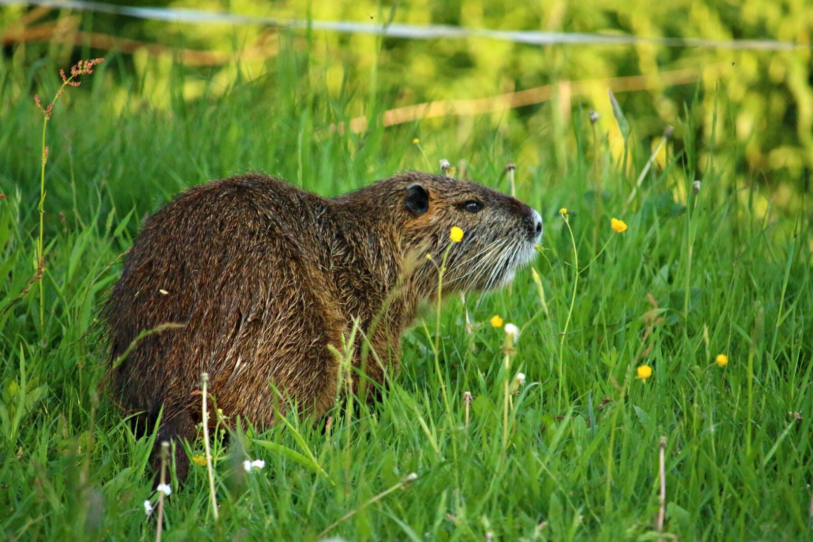 Canon EOS 100D (EOS Rebel SL1 / EOS Kiss X7) sample photo. Nutria, nager, coypu photography
