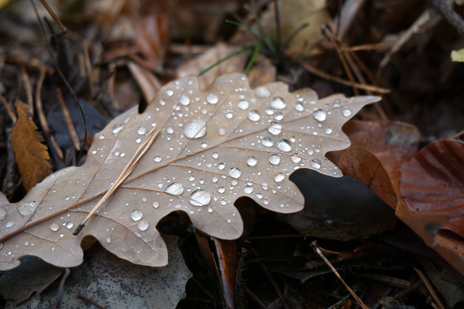Sony a6000 sample photo. Leaf, leaves, oak leaf photography