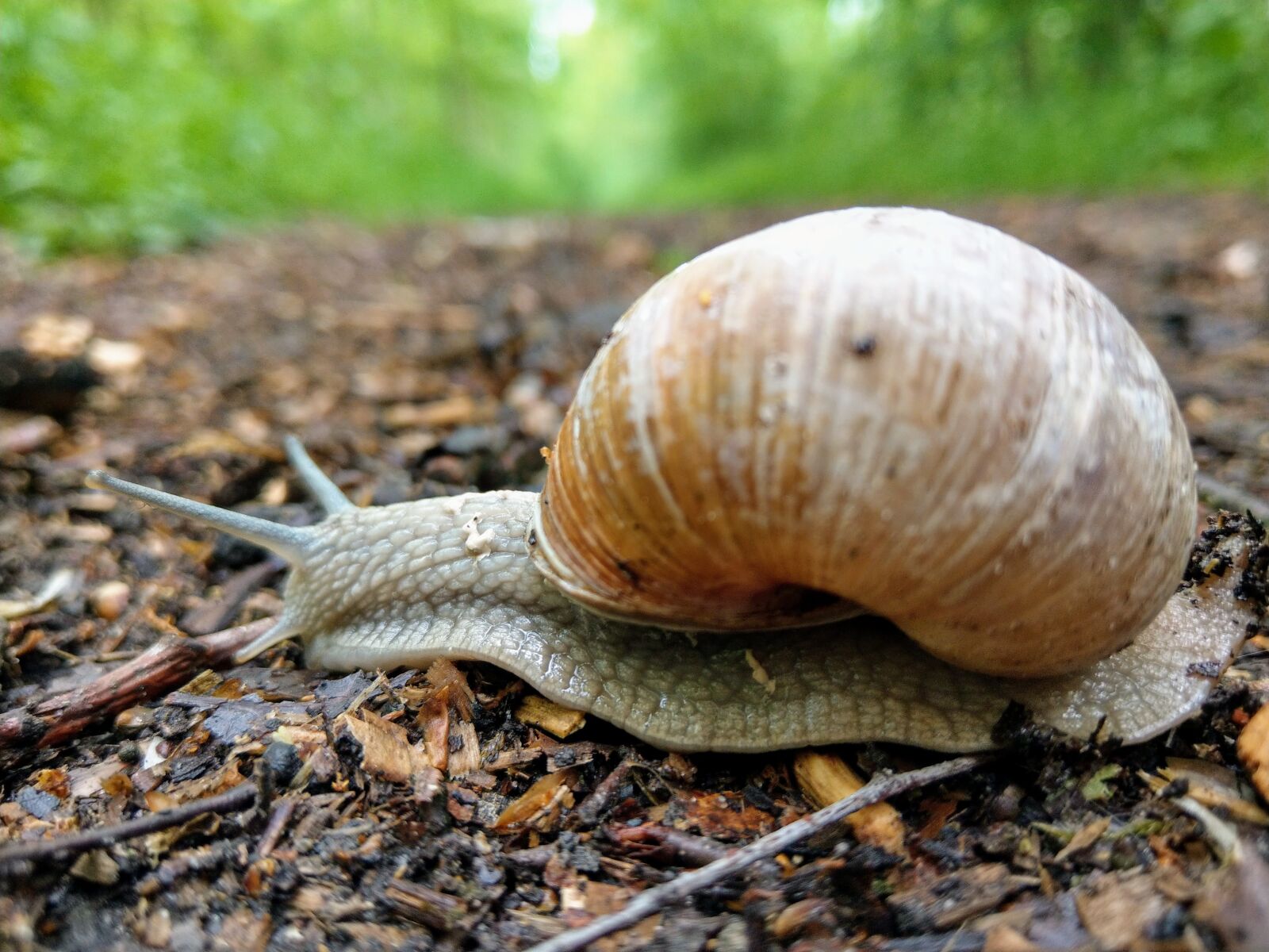 HTC U11 sample photo. Snail, slowly, shell photography