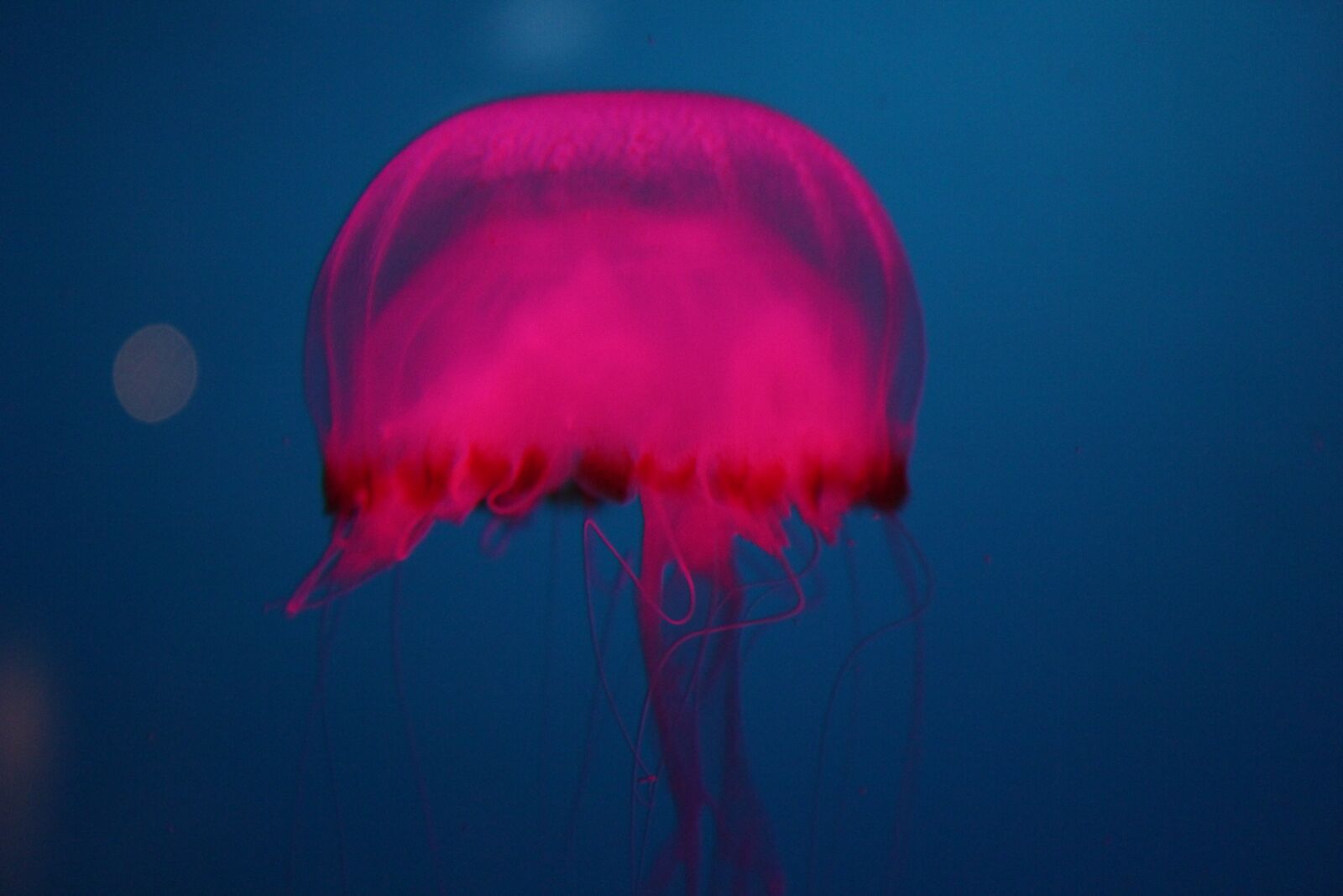Canon EOS 550D (EOS Rebel T2i / EOS Kiss X4) sample photo. Jelly fish, ocean, pink photography