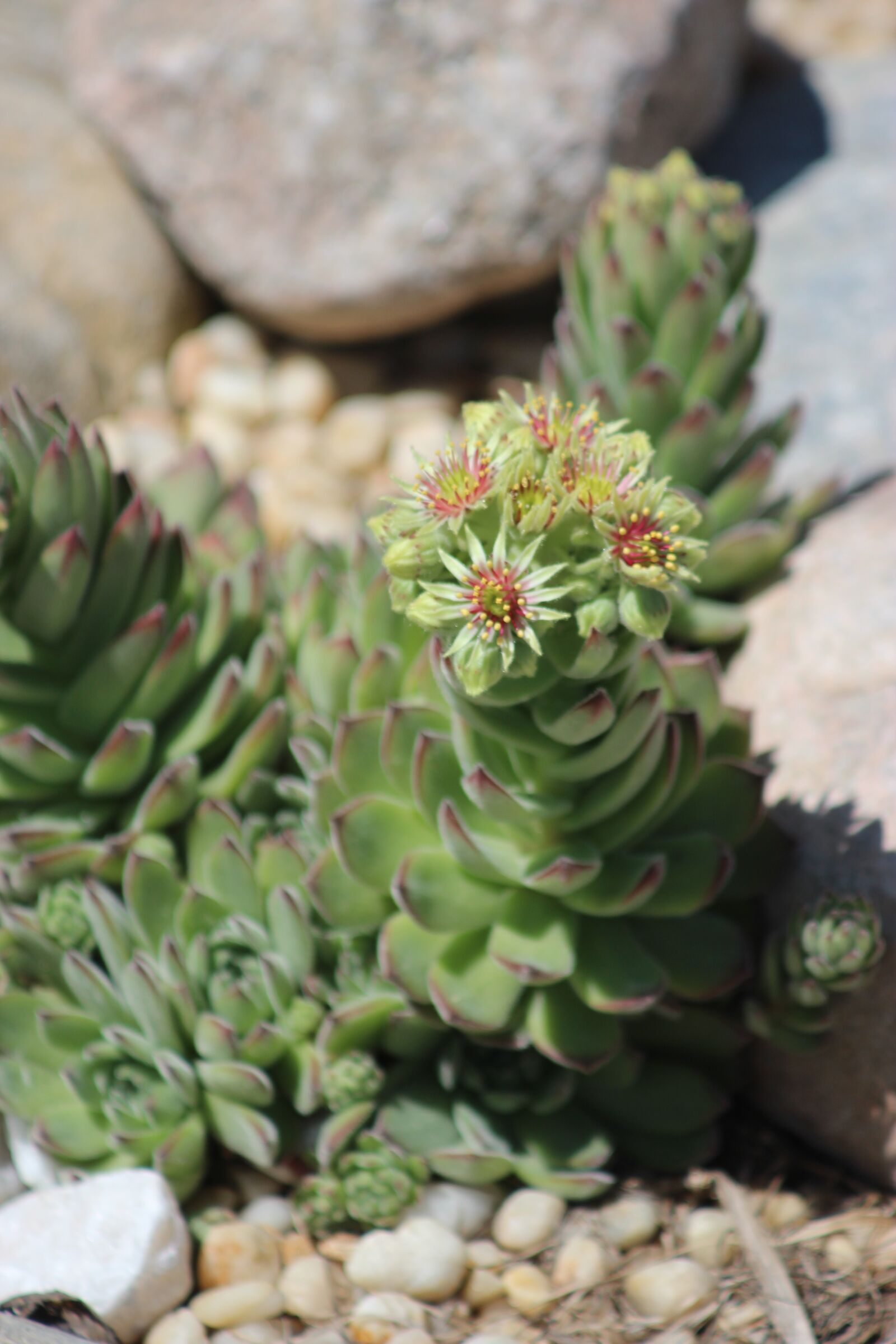 Canon EF 80-200mm F4.5-5.6 II sample photo. Succulent, plant, flower photography