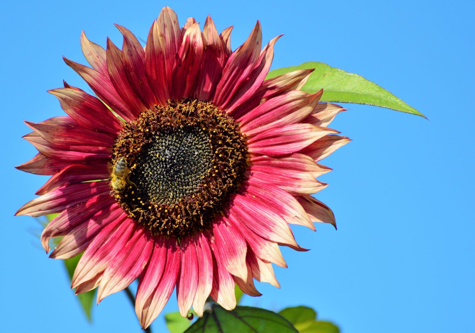 Nikon D3200 sample photo. Sunflower, flower, bloom photography