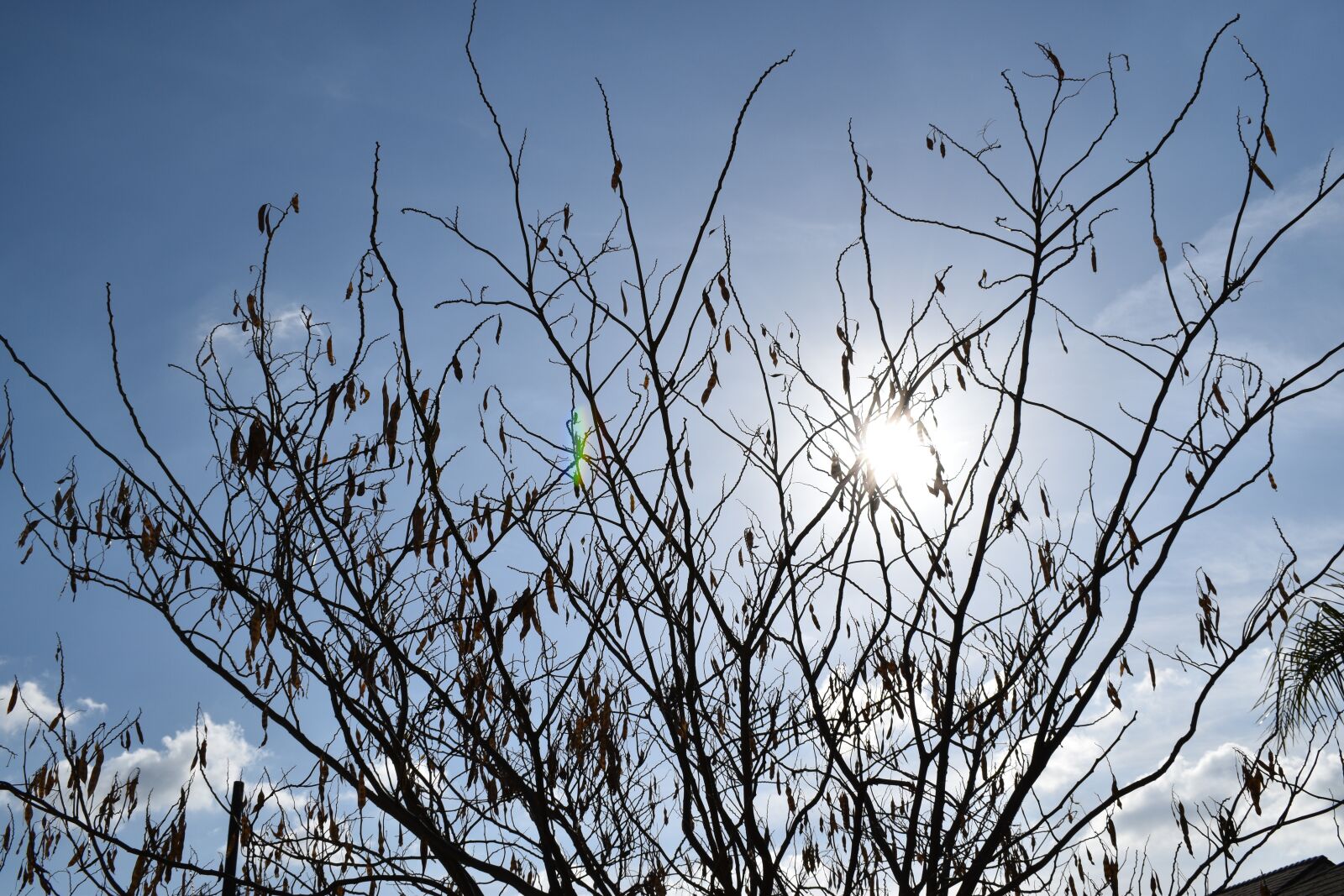 Nikon D3500 sample photo. Branches, tree, twigs photography