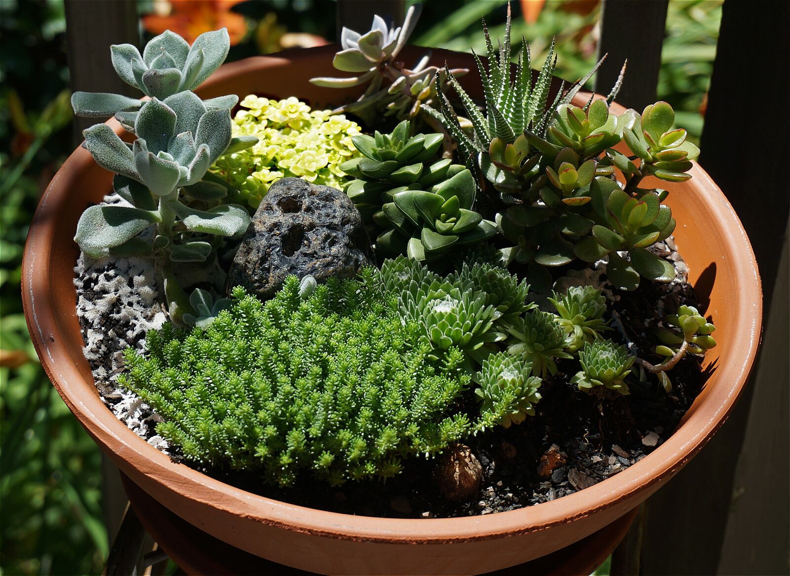 Sony Alpha NEX-5T sample photo. Succulent garden, succulent, garden photography