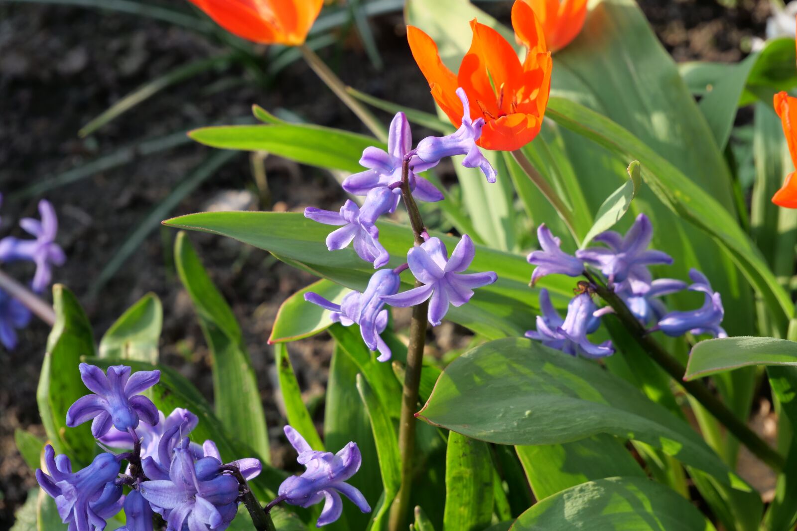 Panasonic Lumix DC-G9 sample photo. Flower, nature, plant photography