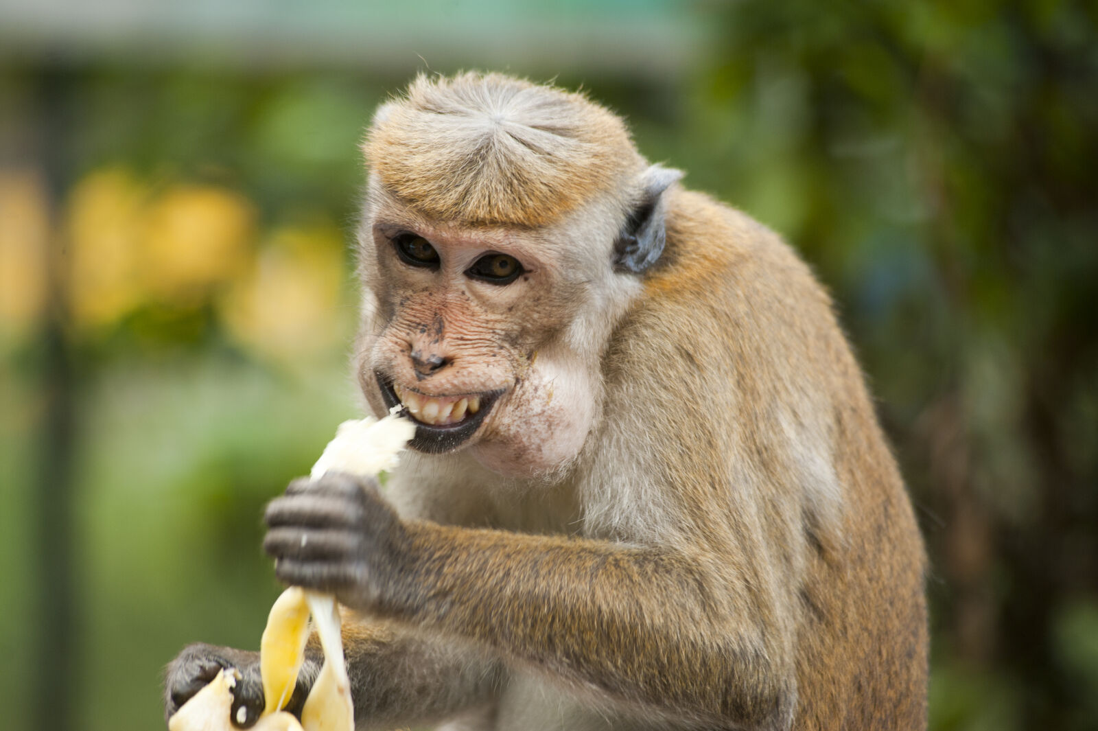 Nikon AF-Nikkor 80-200mm F2.8D ED sample photo. Animal, ape, banana, cute photography