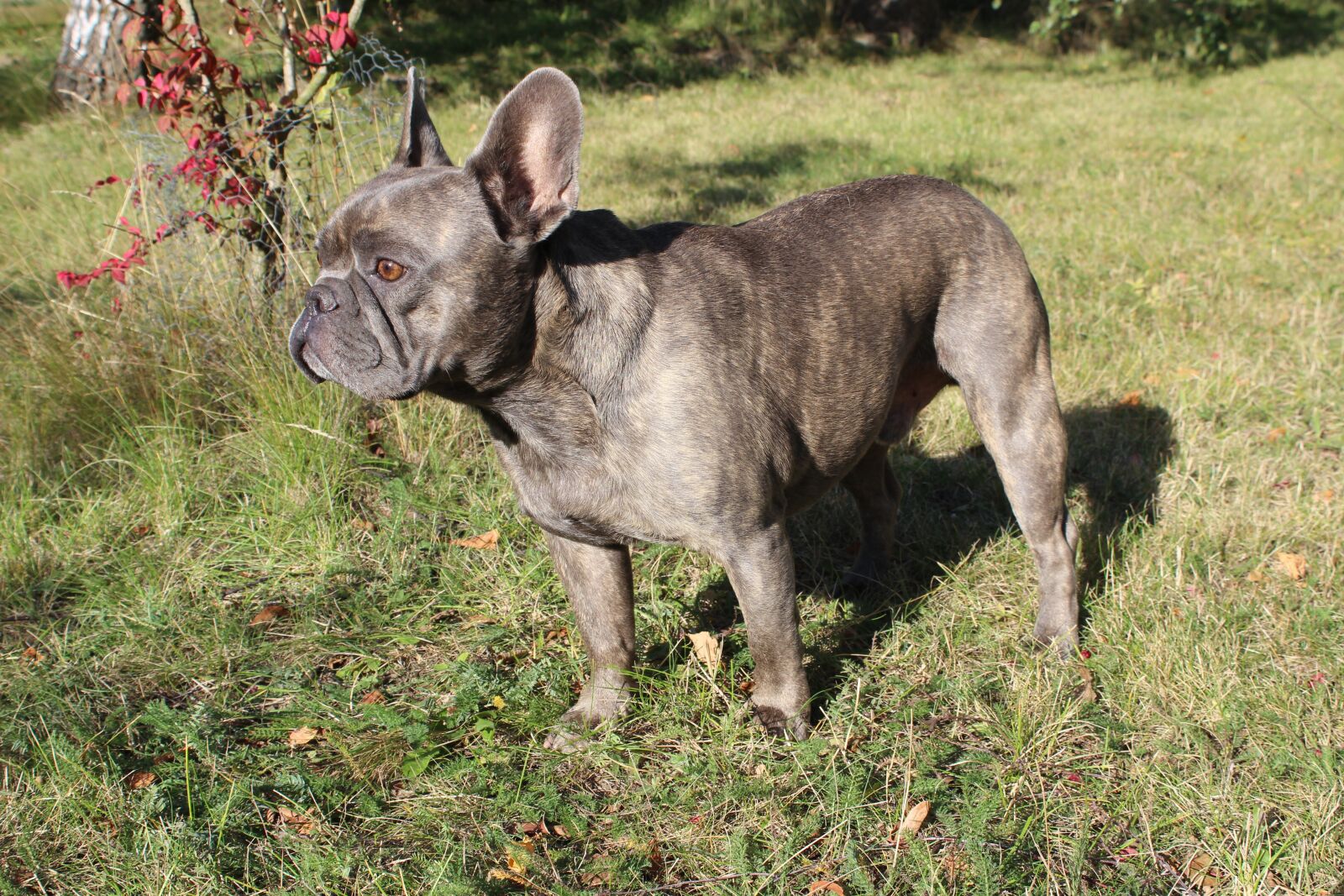 Canon EOS 600D (Rebel EOS T3i / EOS Kiss X5) sample photo. French bulldog, dog, bulldog photography
