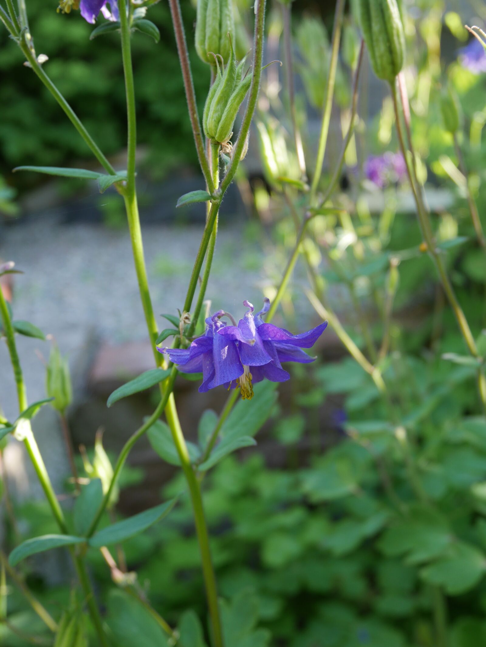 Panasonic Lumix DMC-GF7 sample photo. Purple flower, garden, green photography