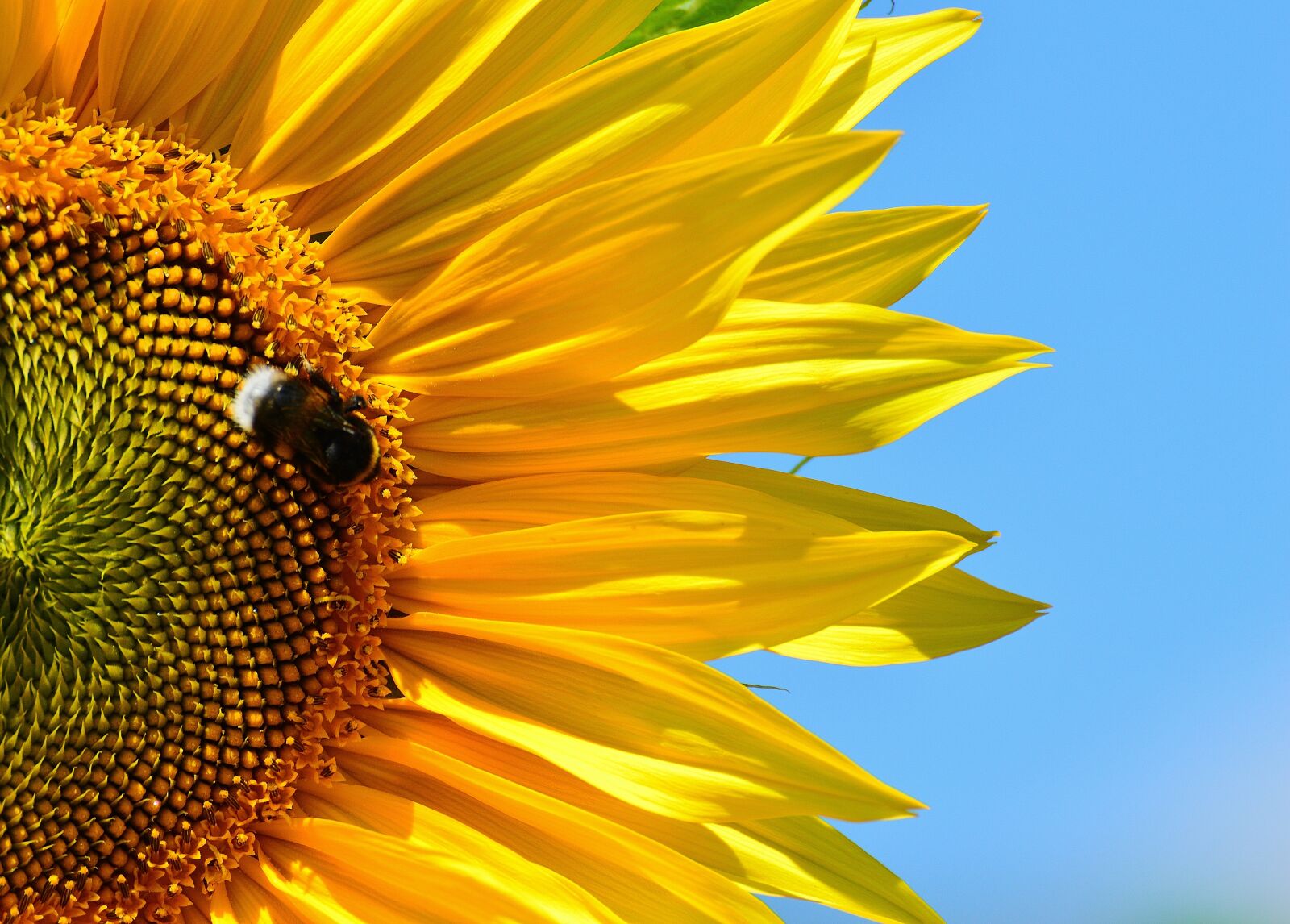 Nikon D3200 sample photo. Sunflower, hummel, summer photography