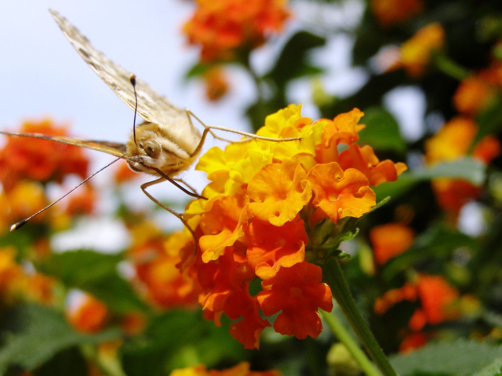 Olympus SP500UZ sample photo. Butterfly, diestel falter, lantana photography