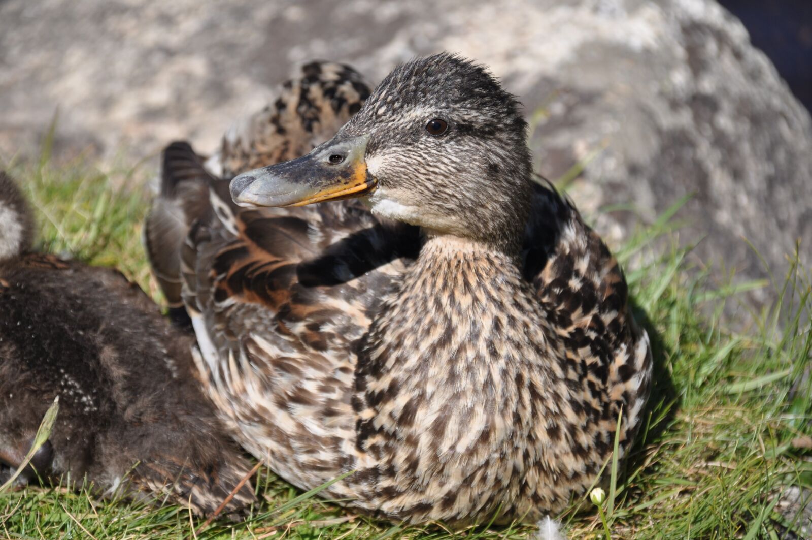 Nikon D90 sample photo. Duck, animal, nature photography