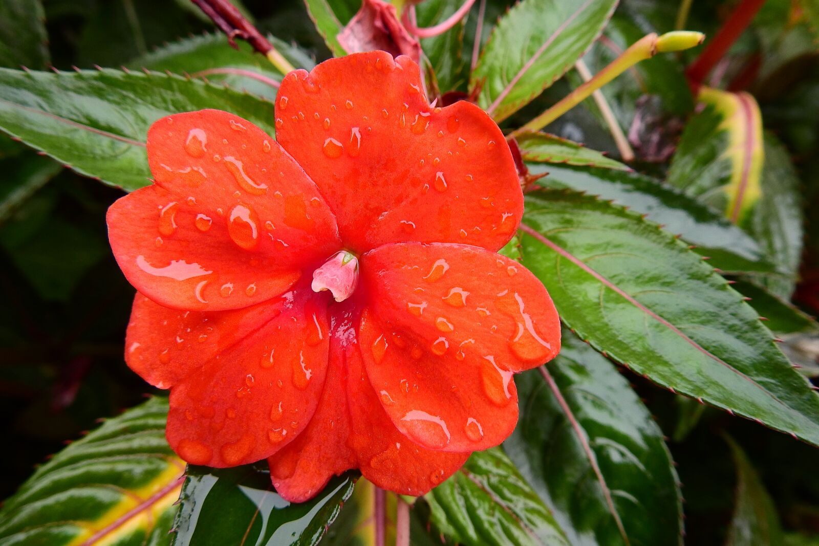 Nikon Coolpix P900 sample photo. Red, flower, nature photography