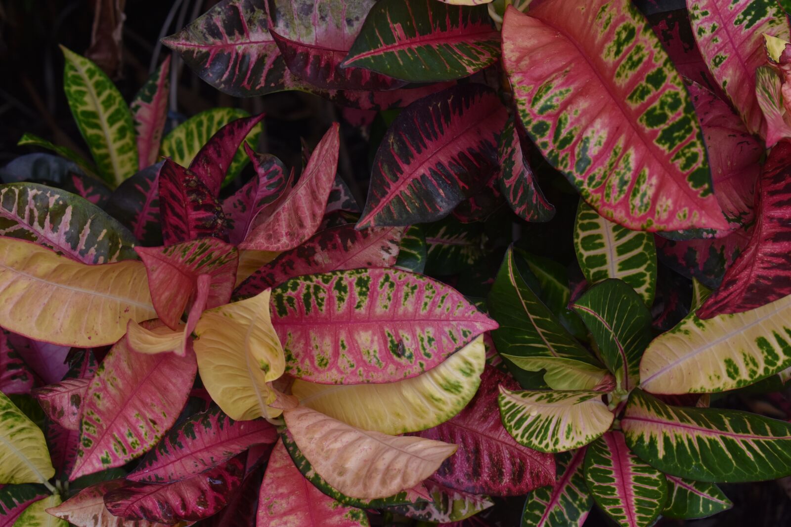 Nikon D7200 sample photo. Tropical, plant, flora photography