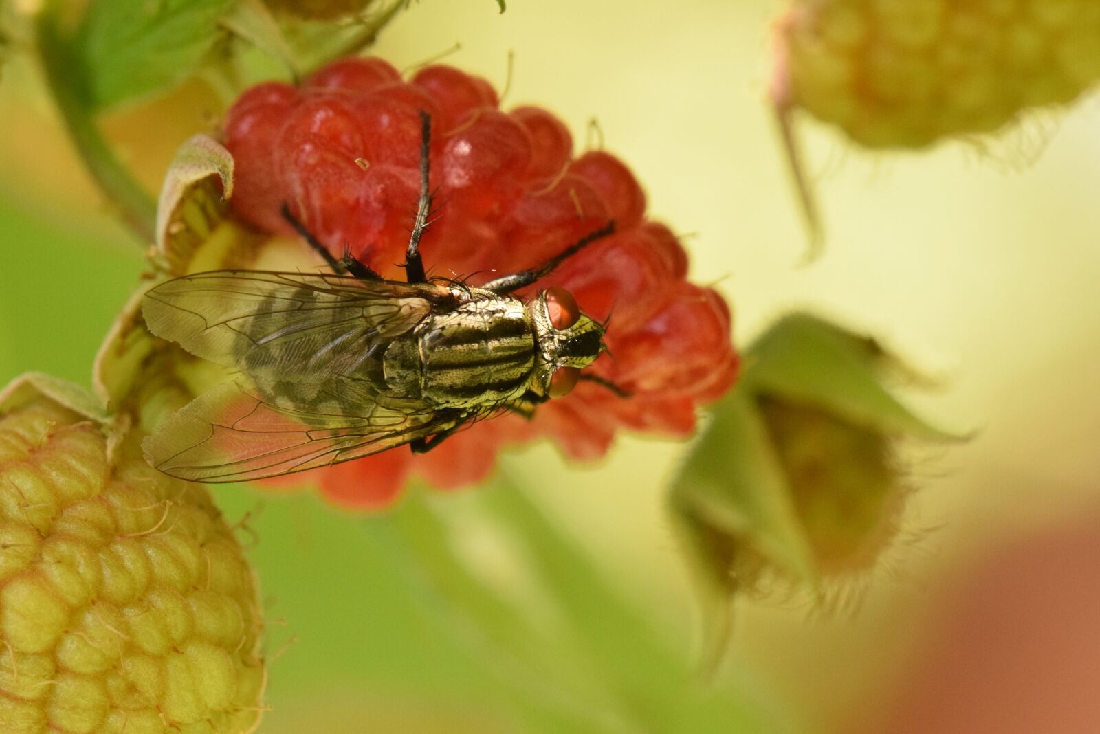 Nikon D5300 sample photo. Macro, fly, raspberry photography