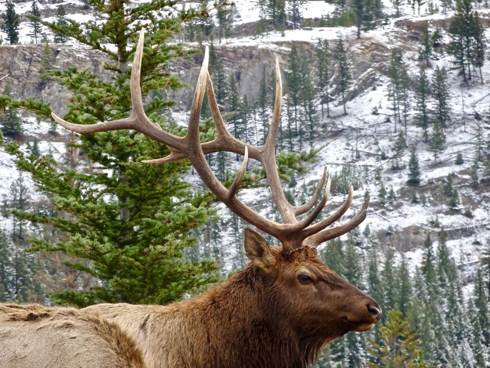 Sony Cyber-shot DSC-HX90V sample photo. Stag, elk, antler photography