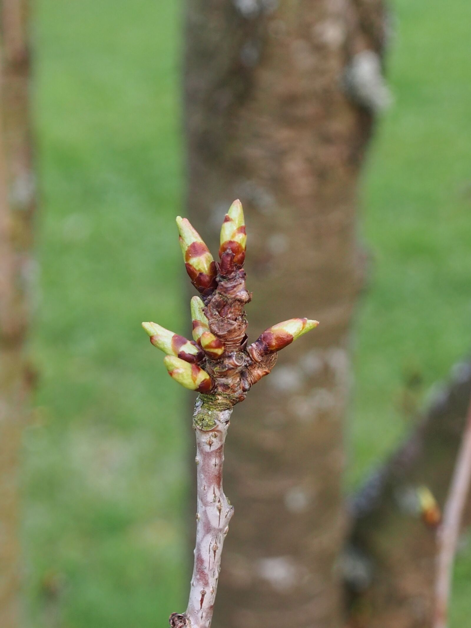 Olympus OM-D E-M5 sample photo. Bud, spring, shoots photography