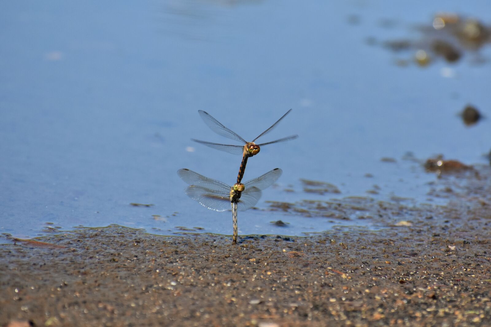 Nikon D7200 sample photo. Natural, landscape, pond photography