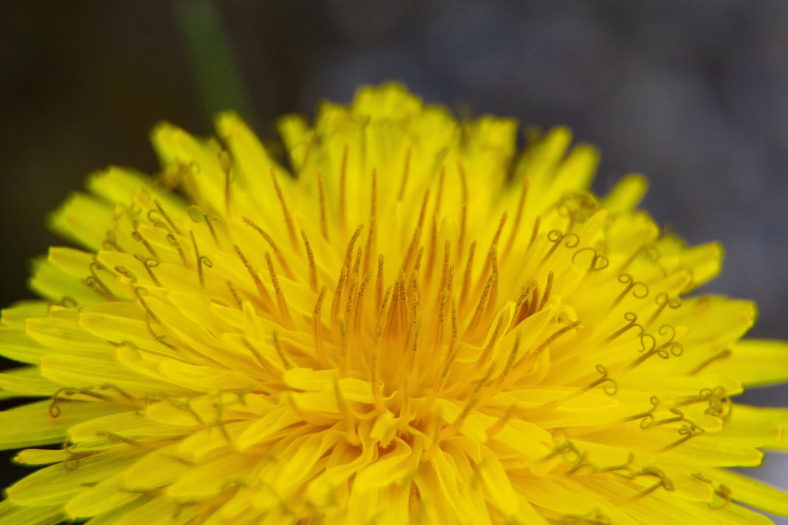 Canon EOS 600D (Rebel EOS T3i / EOS Kiss X5) sample photo. Dandelion, pupava, nature photography