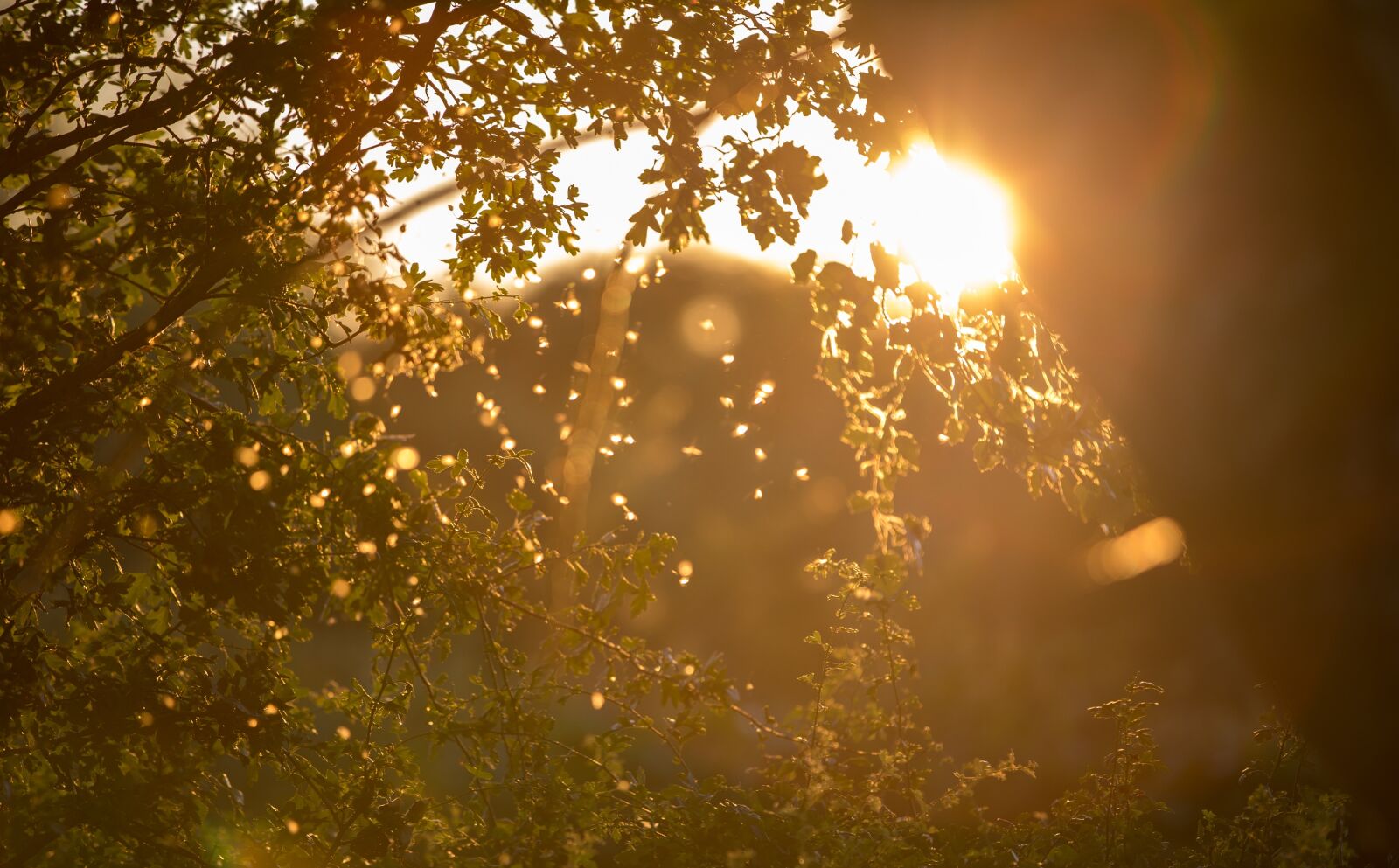Canon EOS 5D Mark IV sample photo. Light, sun, sunset photography
