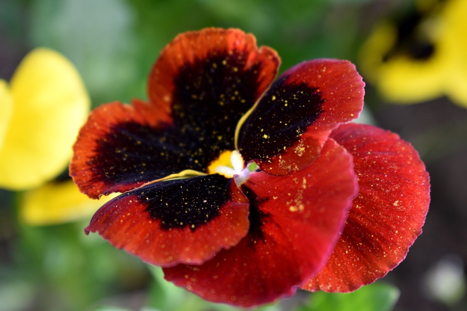 Nikon D5600 sample photo. Violet, red, colors photography