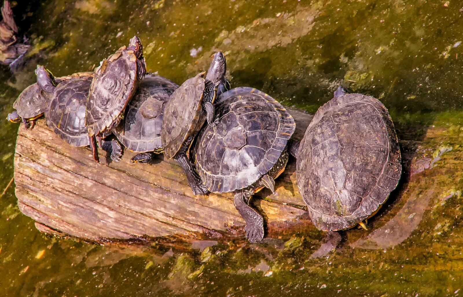 Canon EOS 550D (EOS Rebel T2i / EOS Kiss X4) sample photo. Nature, zoo, turtle photography