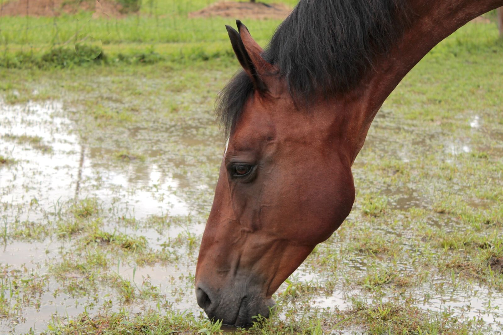 Canon EOS 1100D (EOS Rebel T3 / EOS Kiss X50) sample photo. Horse, thirst, drink photography