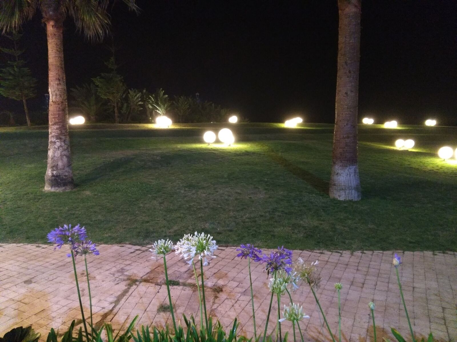 Letv Le 1 Pro sample photo. Flowers, nature, night photography
