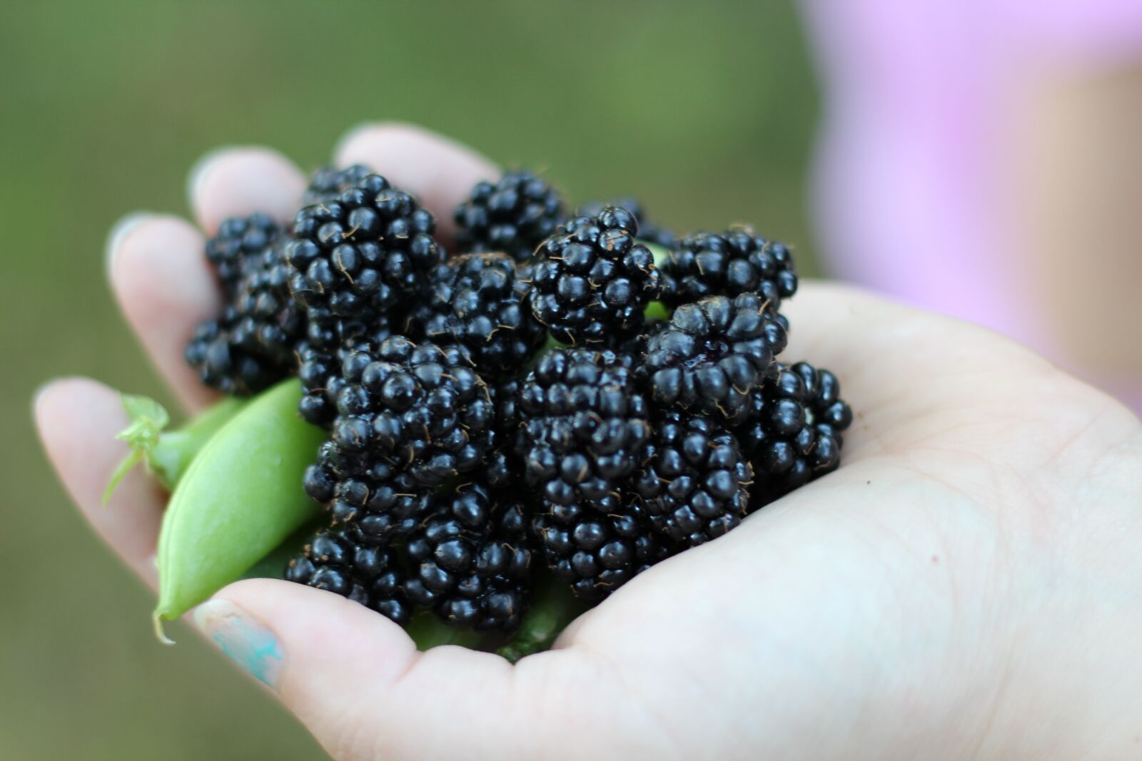 Canon EF 50mm F1.8 II sample photo. Fruit, food, nature photography