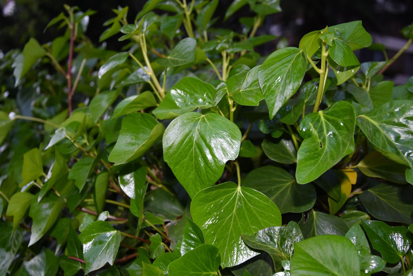 Nikon D7200 sample photo. Leaf, flora, nature photography