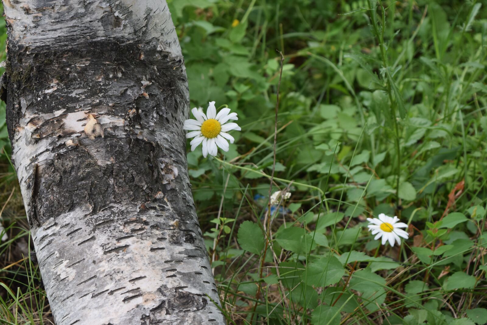 Nikon D3300 sample photo. Tree, flower, daisy photography