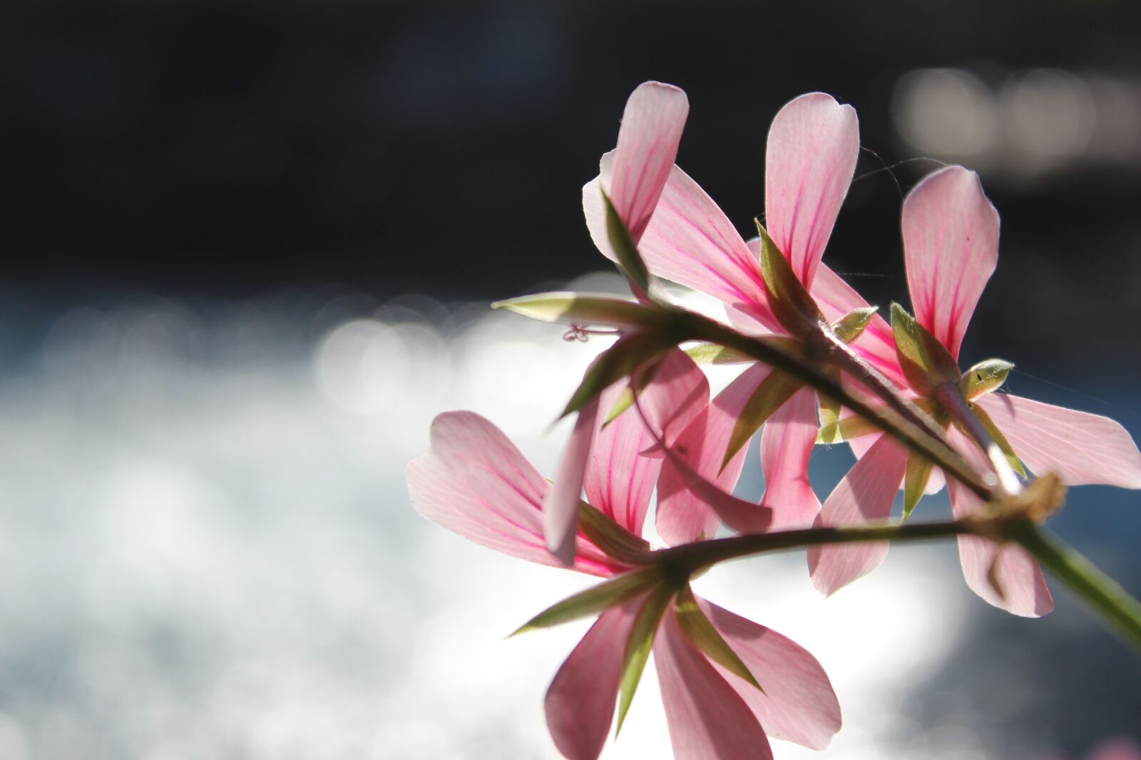 Canon EOS 1300D (EOS Rebel T6 / EOS Kiss X80) sample photo. Blossom, bloom, macro photography