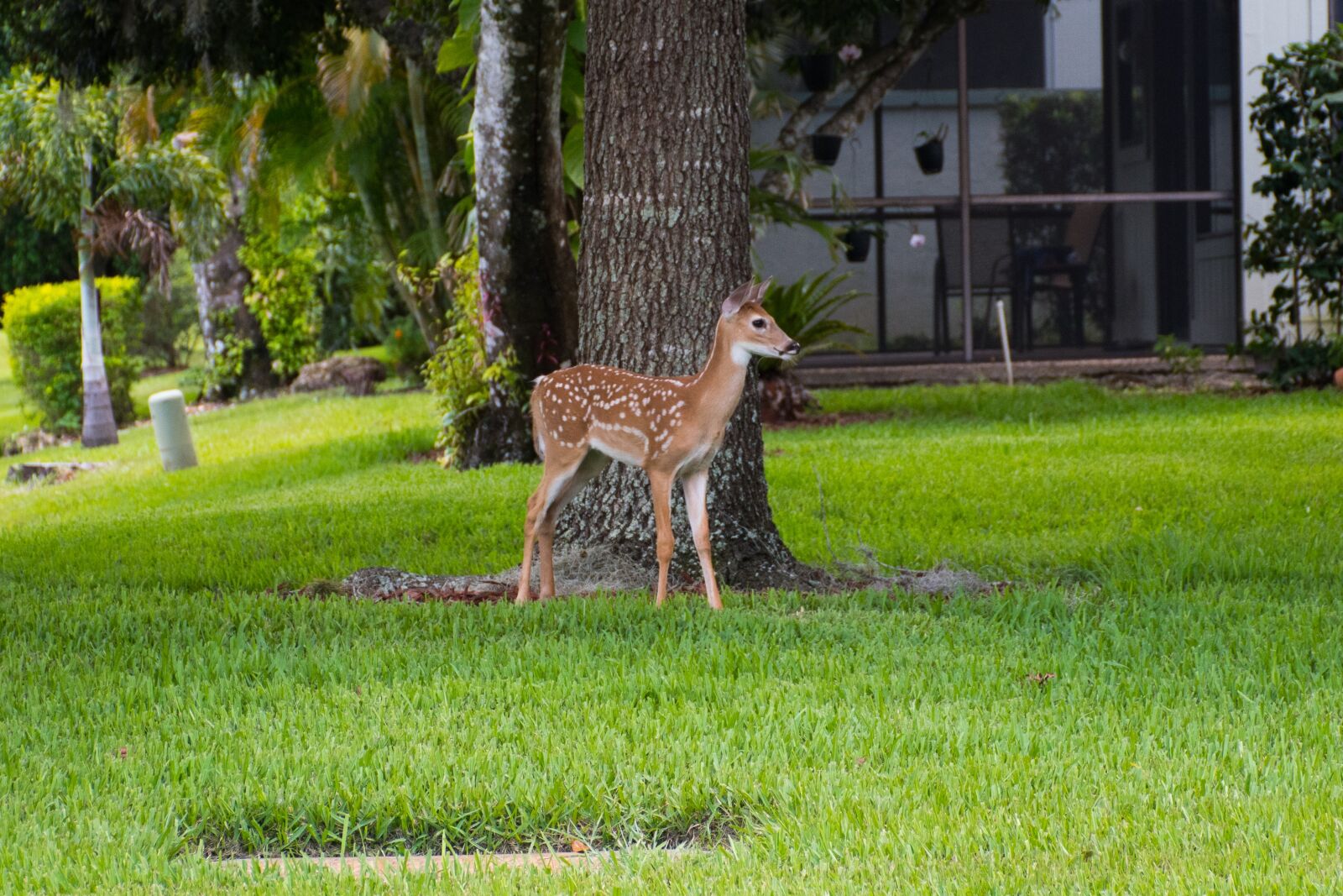 Nikon D7500 sample photo. Florida, deer, faun photography
