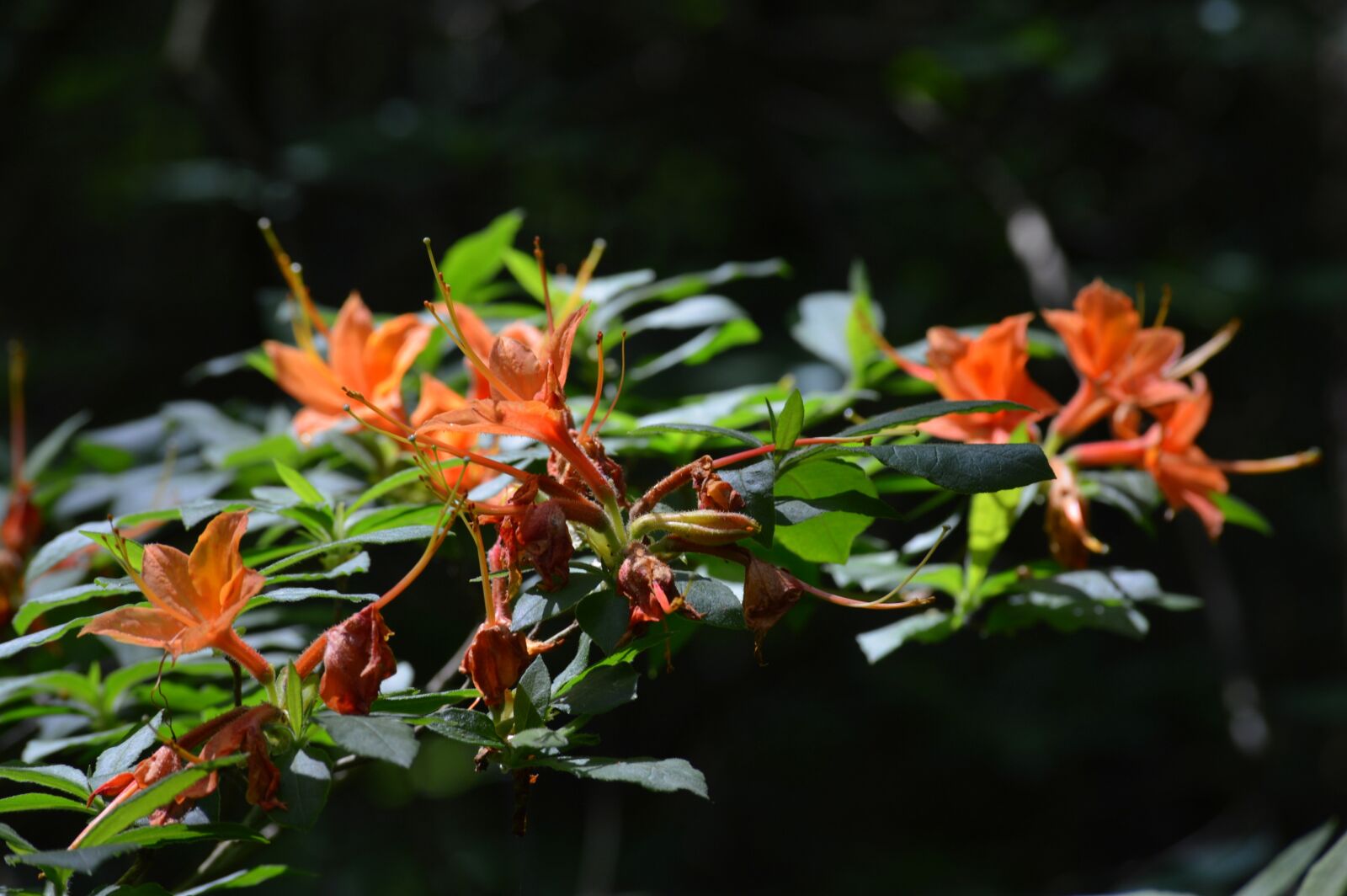 Nikon D3200 sample photo. Flower, pink, garden photography