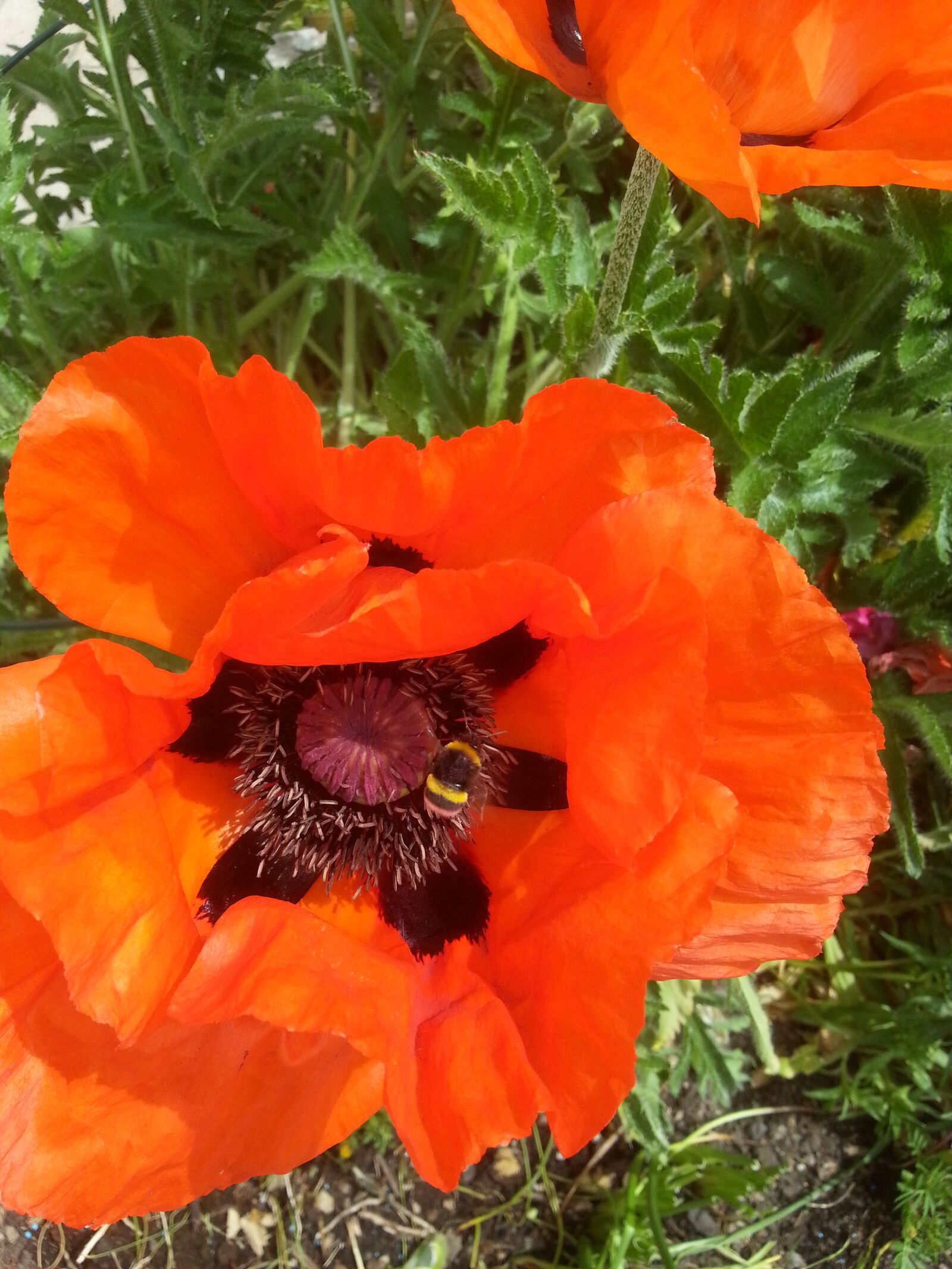 Samsung Galaxy S3 sample photo. Poppy, hummel, spring photography