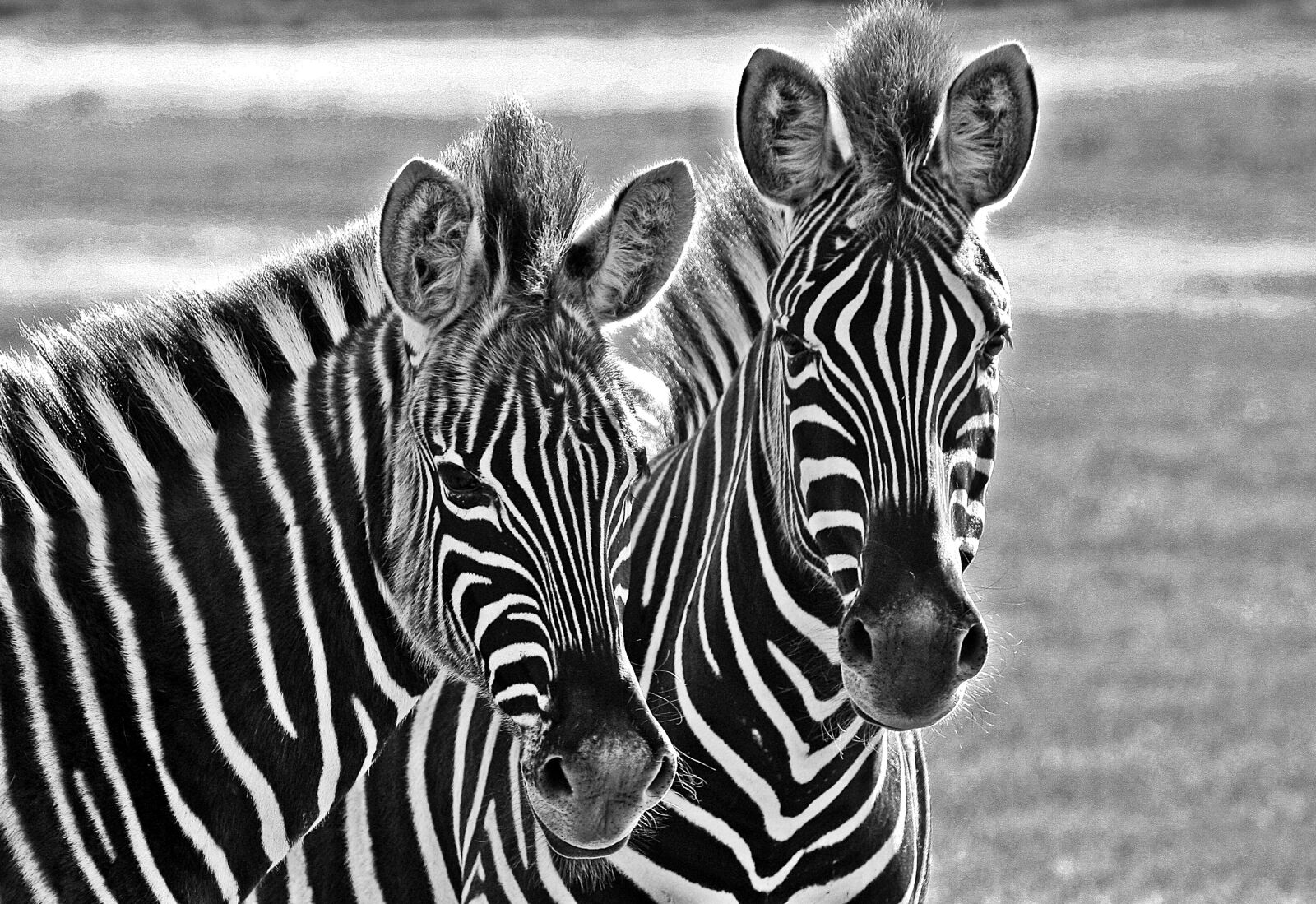 Canon EOS 450D (EOS Rebel XSi / EOS Kiss X2) sample photo. Nature, zebra, africa photography