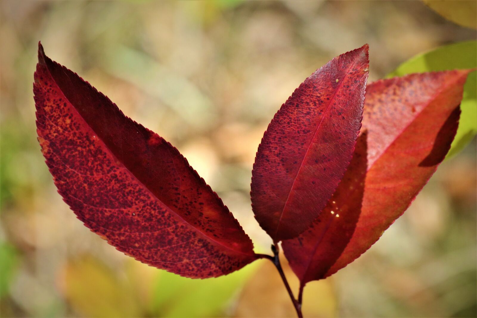 Canon EOS M6 sample photo. Color, foliage, the light photography
