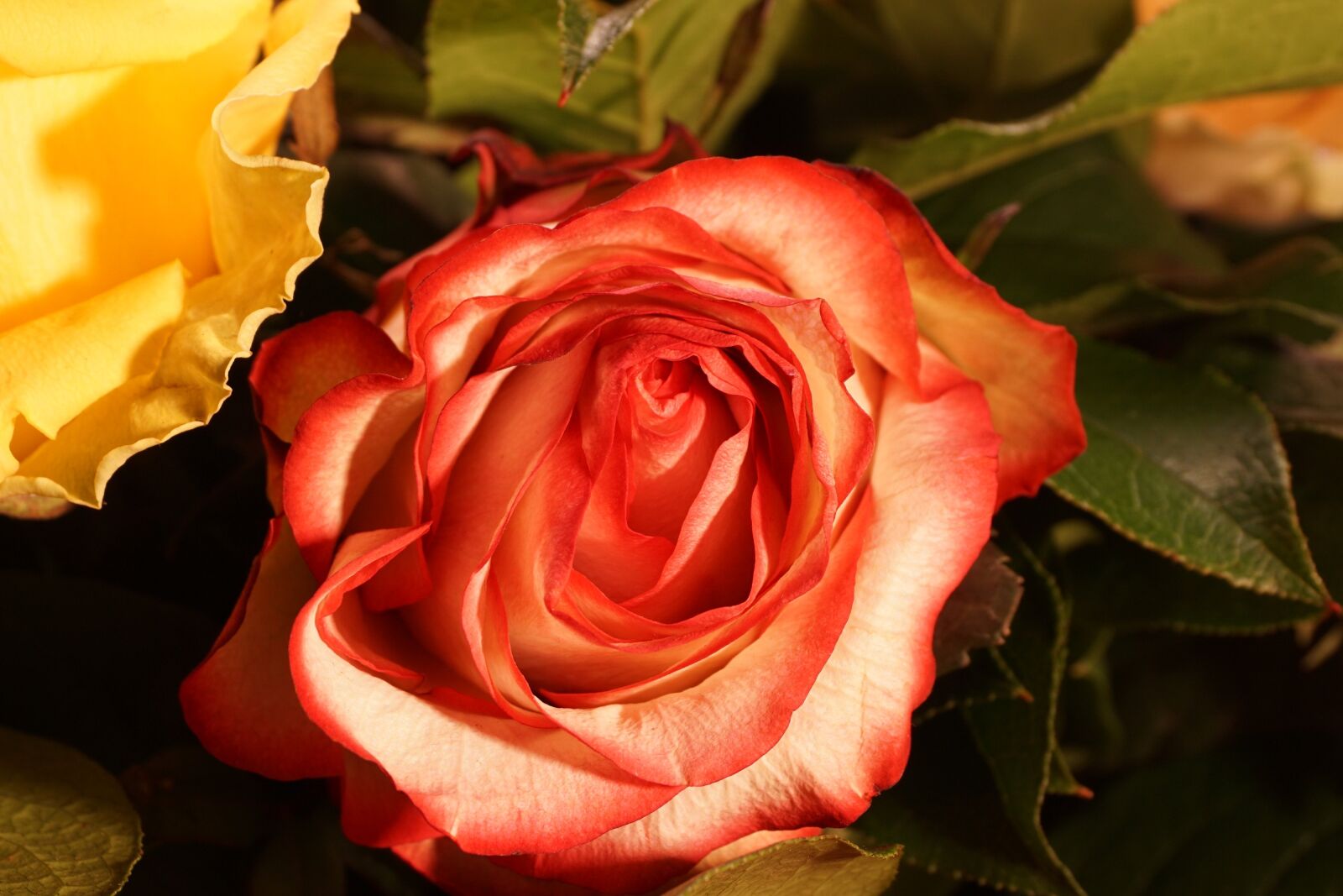 Sony a6000 sample photo. Rose, flower, blossom photography