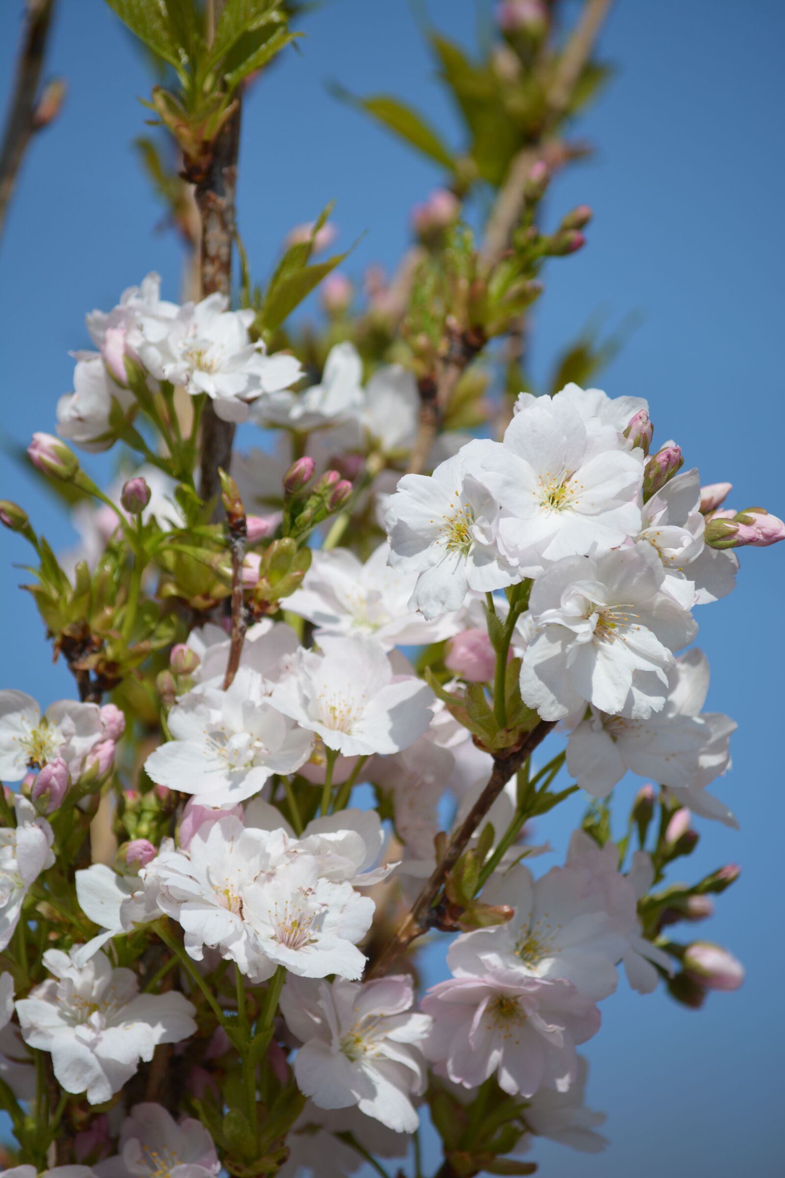 Nikon D7100 sample photo. Blossom, bloom, spring photography