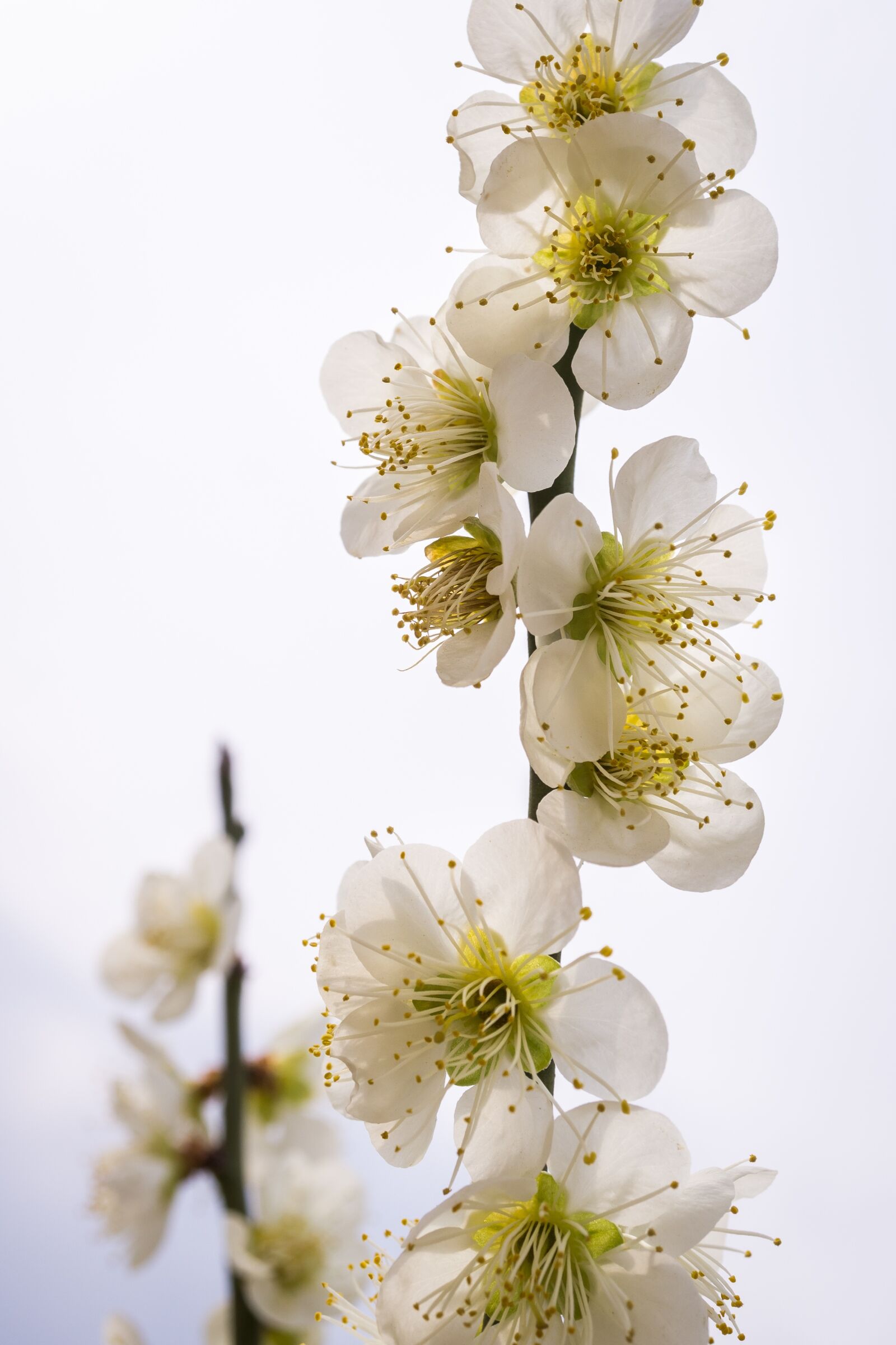 Sony Alpha NEX-5N sample photo. Pear flower, flowers, nature photography