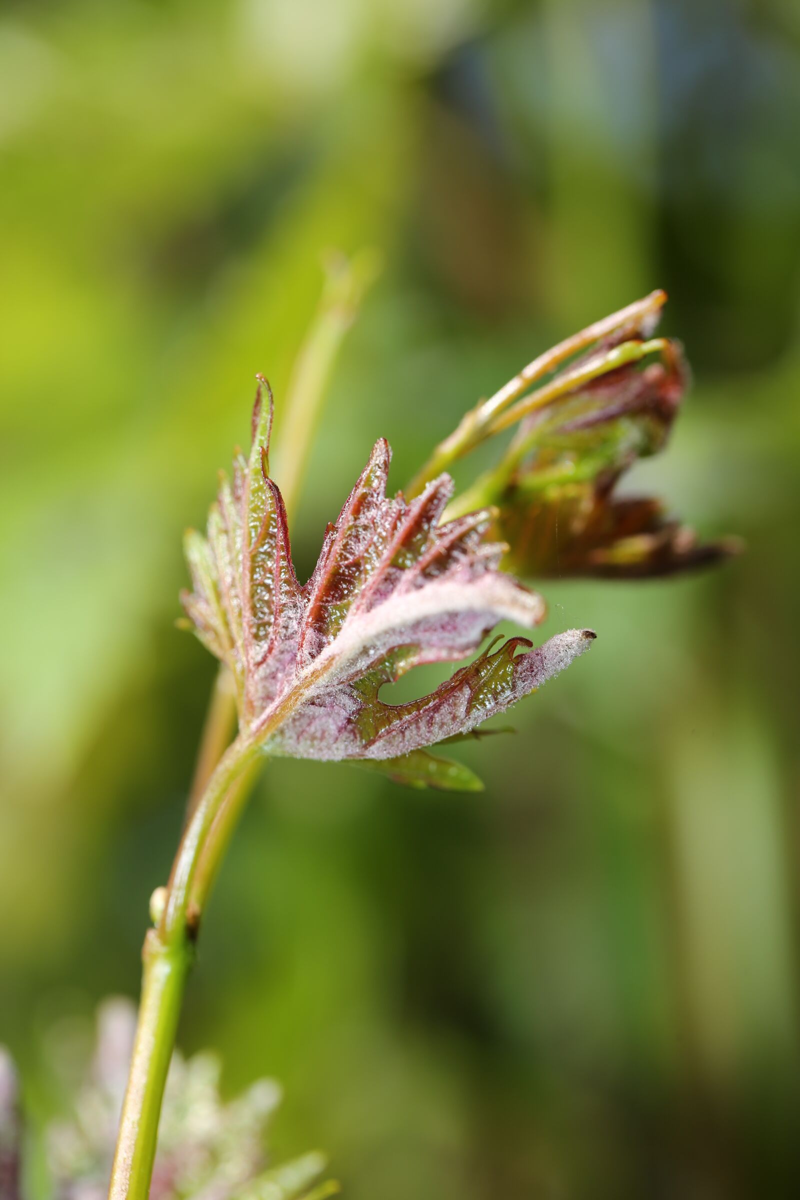Canon EF 100mm F2.8L Macro IS USM sample photo. Plant, green, garden photography