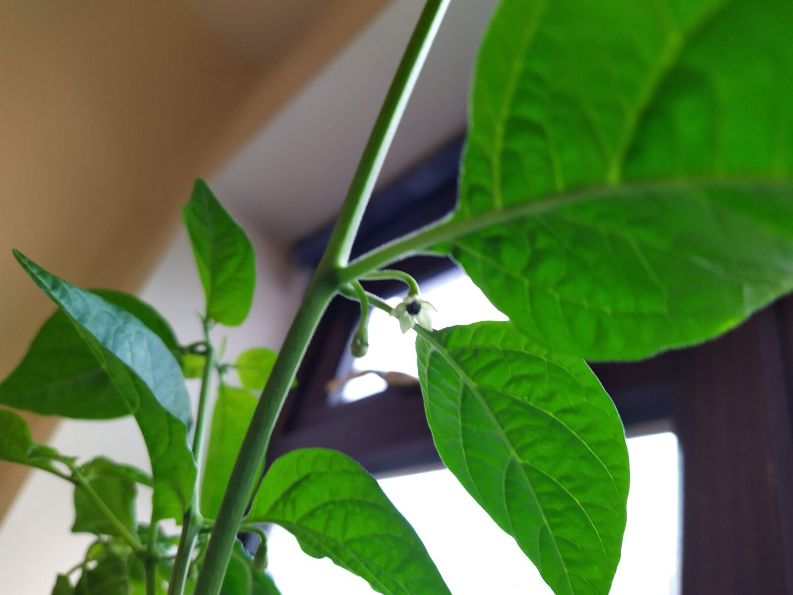 HMD Global Nokia 7.2 sample photo. Plant, chilli, pepper photography