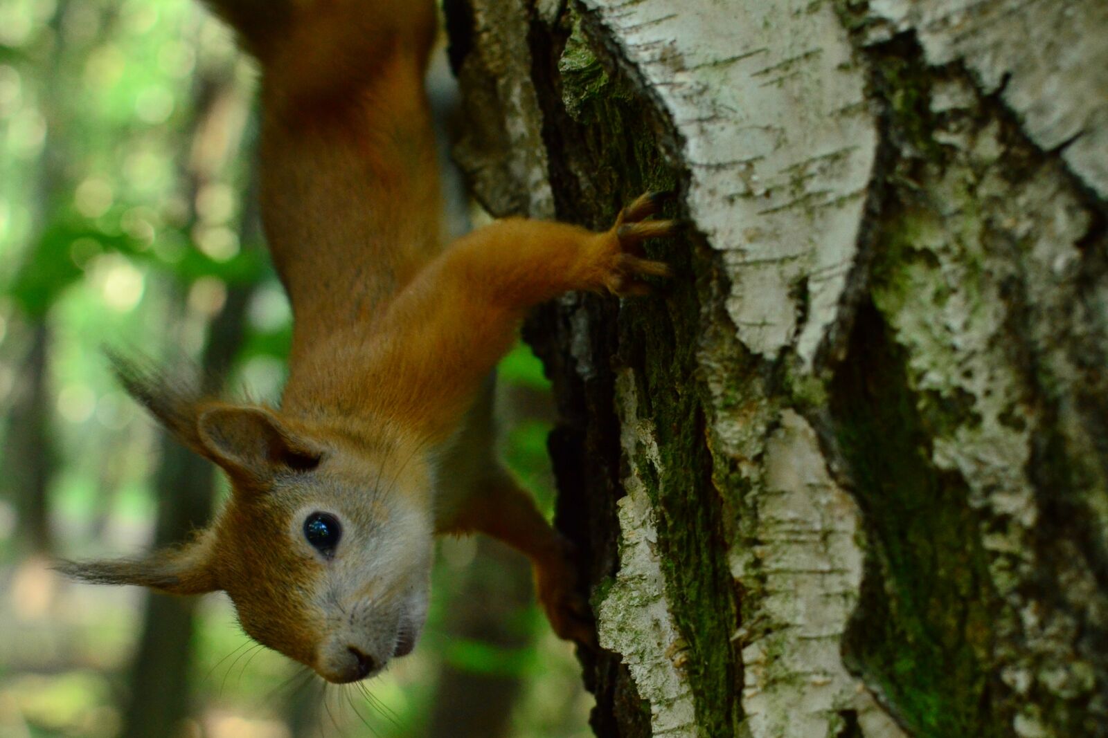 Nikon D5100 sample photo. Animals, nature, wood photography