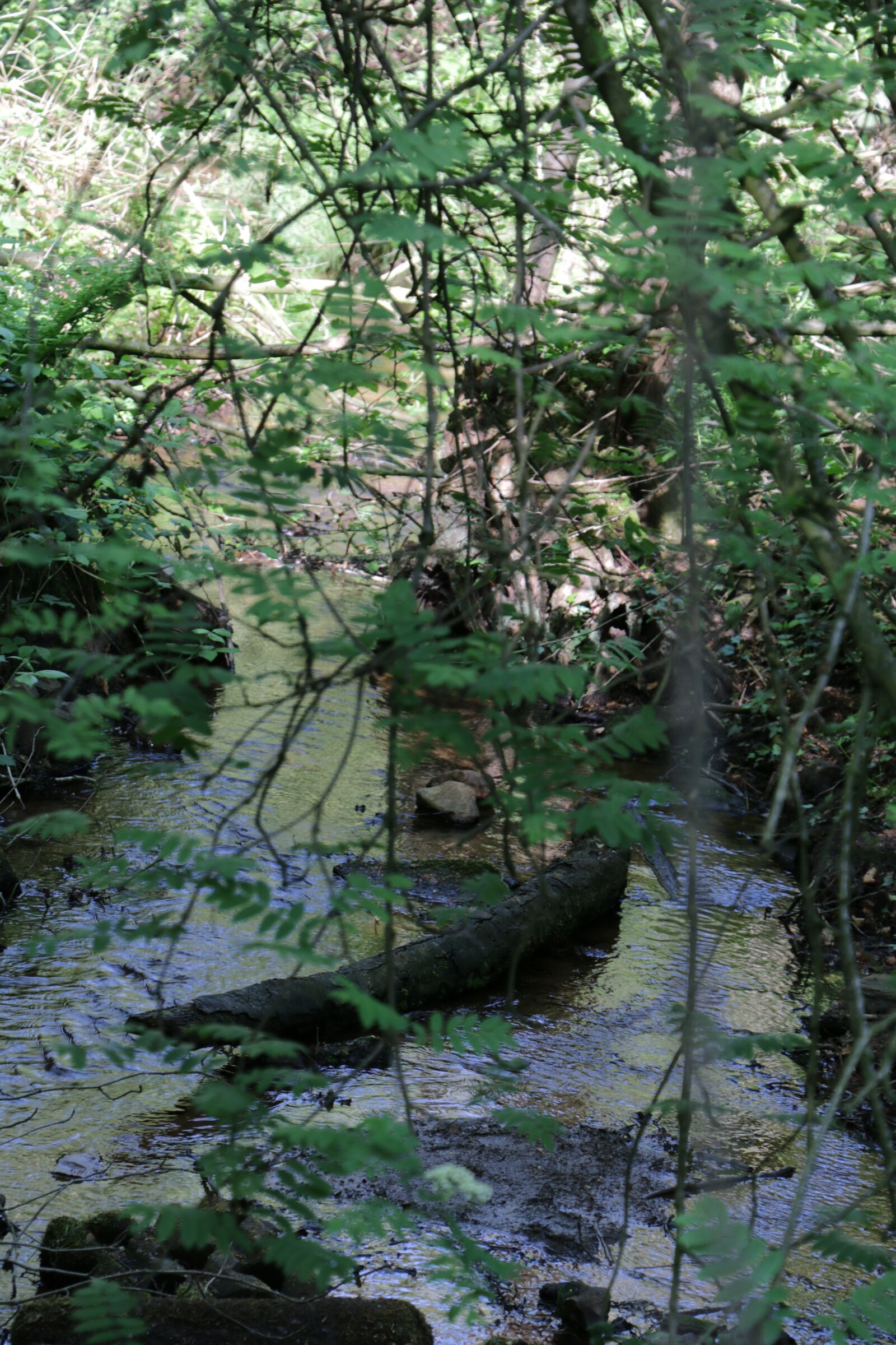 Canon EOS 70D sample photo. Water, brook, stream photography