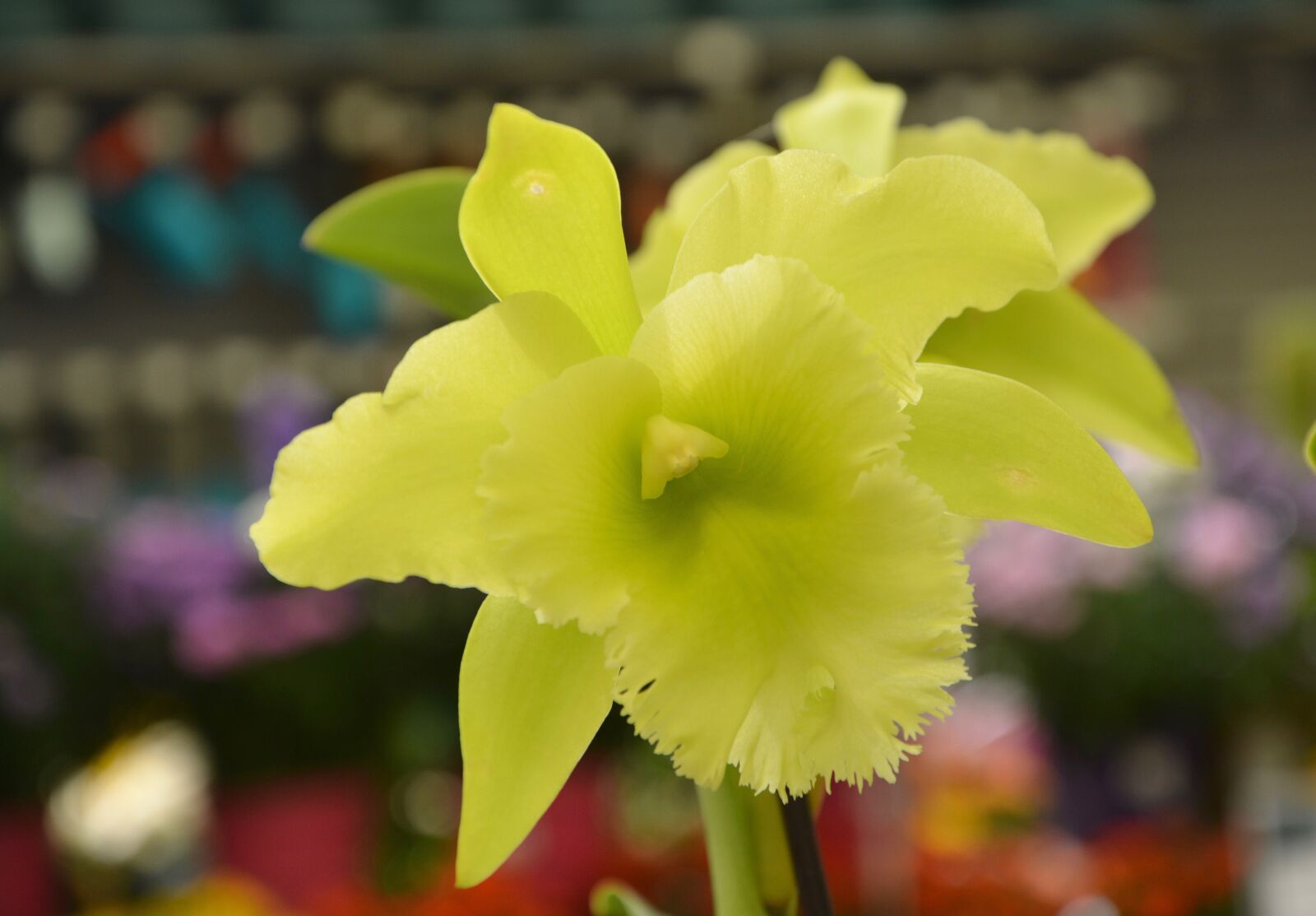 Nikon D5200 sample photo. Yellow flower, catleya, plant photography