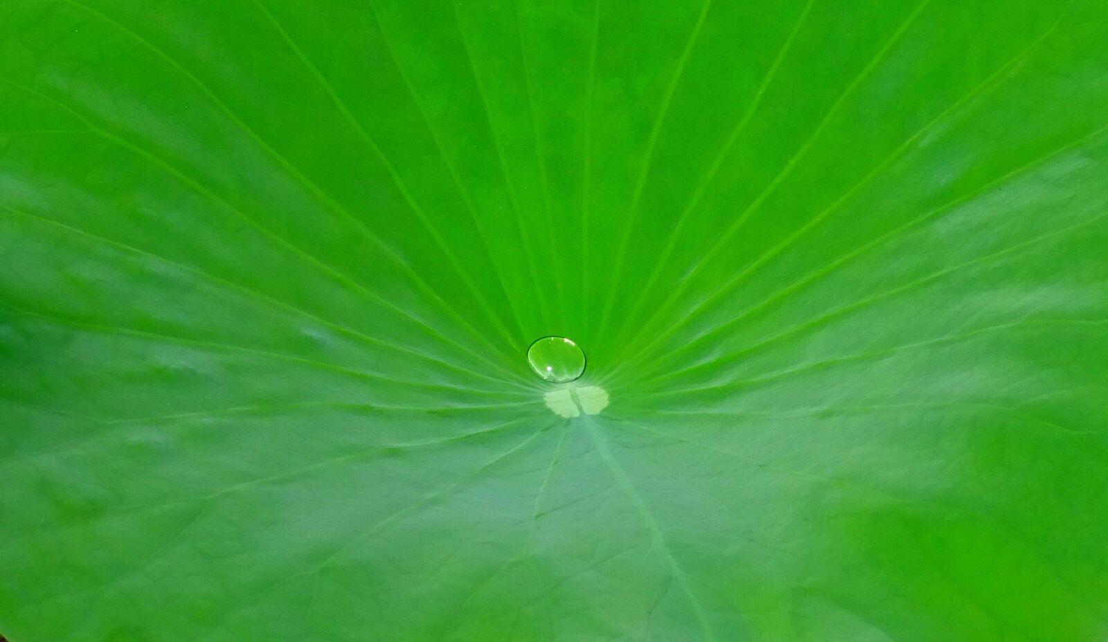 Sony DSC-HX60V sample photo. Lotus, leaf, water photography