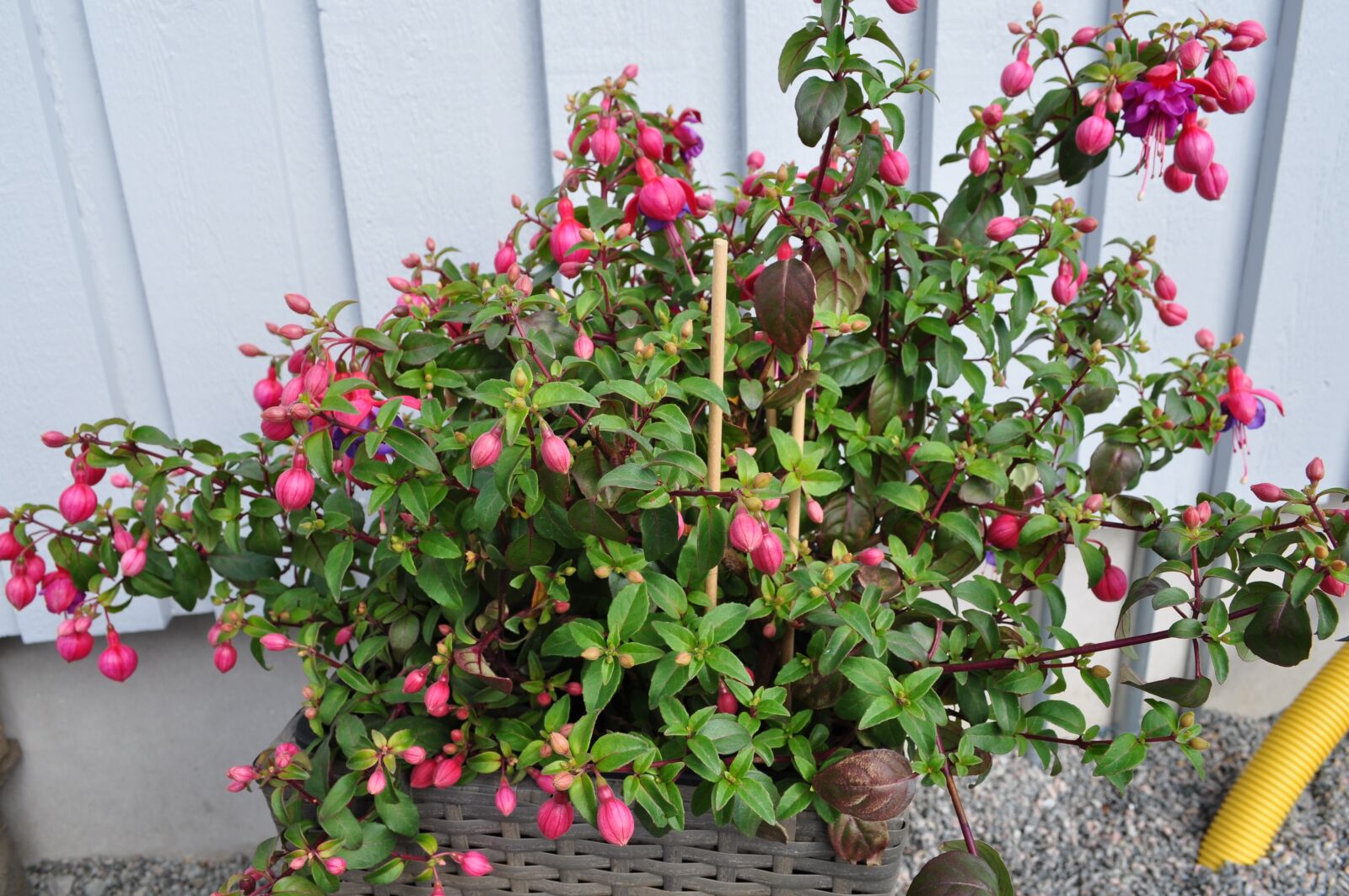 Nikon D5000 sample photo. Drop of blood, fuchsia photography