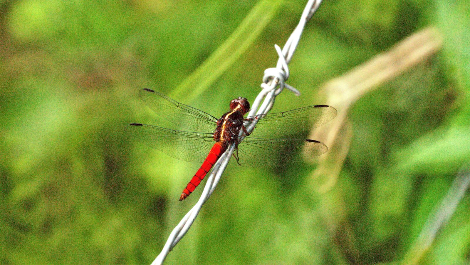 Sony SLT-A58 sample photo. Nature, insect, wings photography